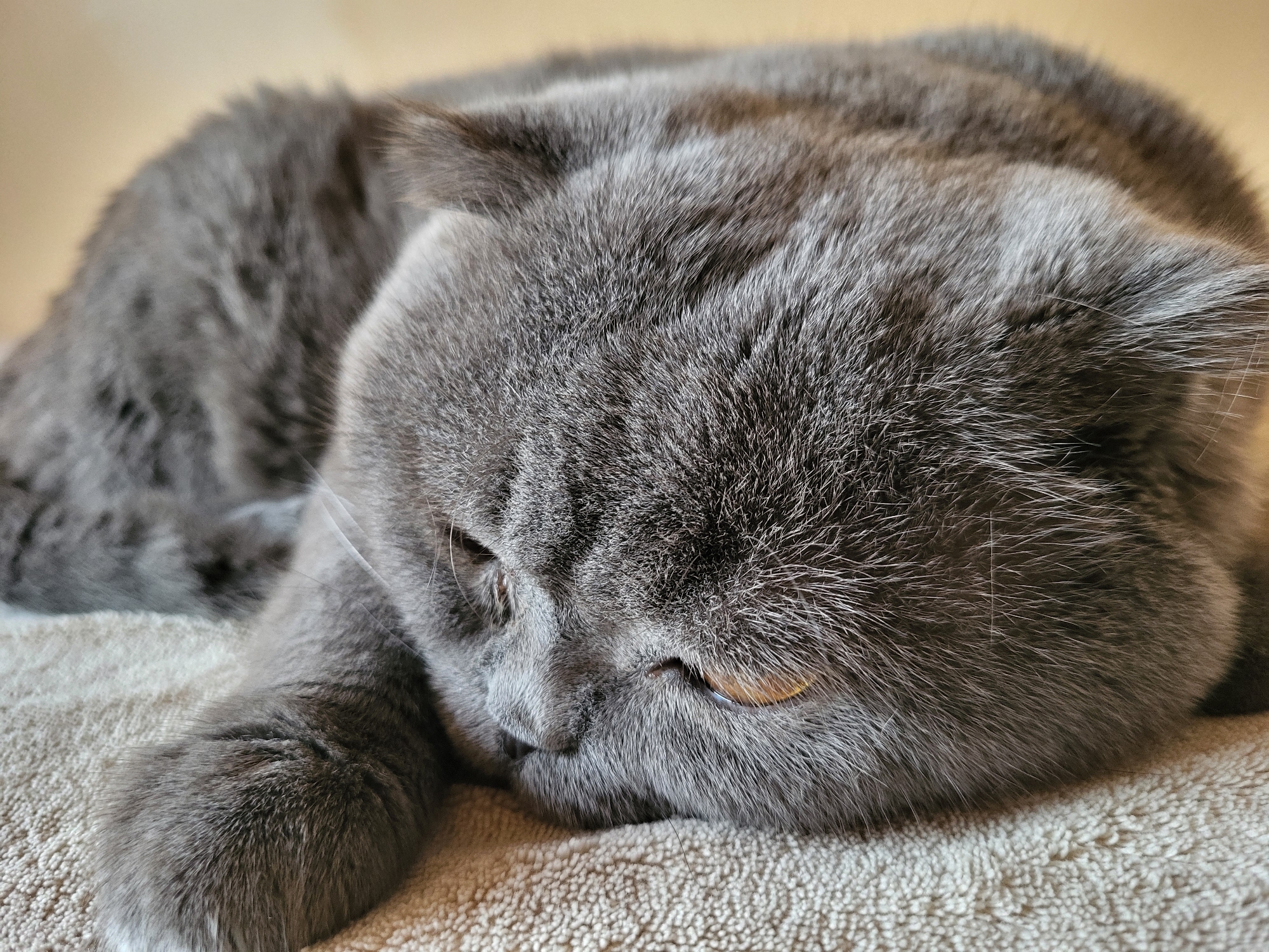 A close-up, high-angle shot shows a grey cat with golden eyes lying on a textured beige surface. The cat is curled up, with its head resting on its paws and its eyes partially closed. The fur of the cat is dense and soft, with subtle variations in color from dark grey to lighter grey. The lighting in the image is soft and warm, casting gentle shadows. The background is out of focus, appearing as a light-colored, solid surface.