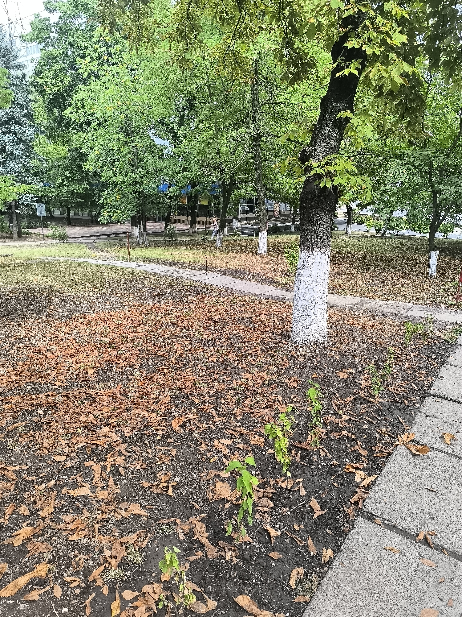 The image depicts a park area with a paved walkway and a patch of ground covered in fallen brown leaves. Several young green plants are visible in the foreground, growing in the dark soil. A mature tree with a trunk painted white stands prominently in the mid-ground. In the background, there are more trees, some with lush green foliage and others with sparser leaves. A building with a white facade and blue accents is partially visible behind the trees, and a few people can be seen in the distance, one of whom appears to be walking. The scene suggests an outdoor public space, possibly a park or a courtyard, in Chișinău, Moldova.