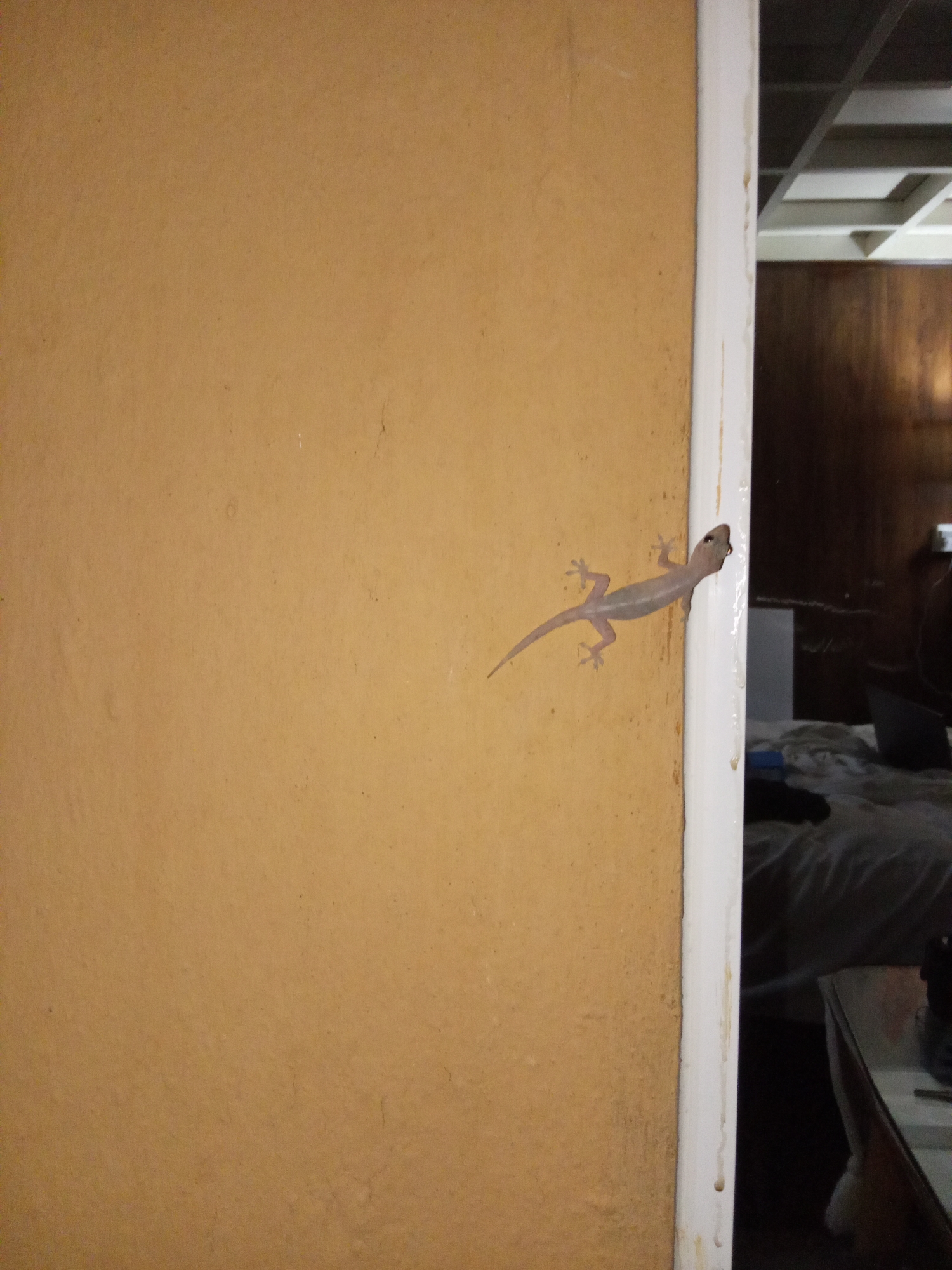 The image displays an interior scene within a room located in Nha Trang, Vietnam. The left portion of the frame is dominated by a textured, matte brown-orange wall. A light-colored, vertical trim piece, consistent with a door or window frame, borders the wall on the right side of the image, exhibiting faint brownish streaks. A single, light grey gecko, measuring approximately 10-12 cm in length, is positioned horizontally across the brown-orange wall and the adjacent trim, with its head oriented towards the right. Its limbs are extended, adhering to the surfaces. To the right of the trim, a dark, reflective surface (identified as glass or a mirror) captures reflections of an adjacent interior space. Visible reflections include a light-colored ceiling with a recessed grid pattern at the upper right, a dark wooden wall or large piece of furniture below it, and a bed with white, somewhat disheveled bedding in the lower right. A dark, rectangular object, consistent with a laptop, is discernable on the bed. Below the reflected bed, a dark wooden table with indistinct items is also visible in the reflection. No human individuals are present in the scene.
