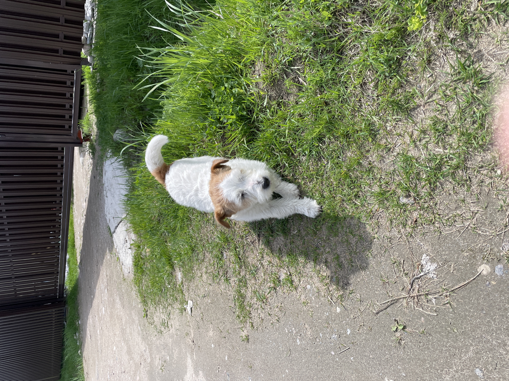 A medium, long-haired dog lies on a patch of grass next to a concrete path in a sunny, outdoor setting. The dog is primarily white with brown patches on its head and back. Part of a dark metal fence is visible on the left side of the image. The grass transitions to sparse, dry patches and the concrete path. The image has shadows that suggest it was taken in the afternoon. The location is not identifiable as Solov'evka, Russia, from this image alone.