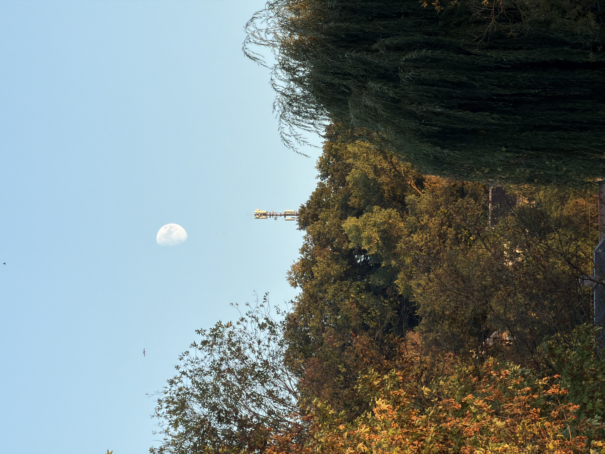 The image depicts a daytime scene in Schifflange, Luxembourg, with a clear blue sky above a dense canopy of trees. A partially illuminated moon is visible in the upper portion of the sky, accompanied by two distant birds. A cellular tower stands tall amidst the foliage, equipped with antennas. In the foreground, a weeping willow tree dominates the right side of the frame, its long, drooping branches obscuring the view. The trees on the left display autumnal colors, with leaves in shades of green, yellow, and orange. The overall impression is one of a natural landscape with man-made structures integrated into the environment.