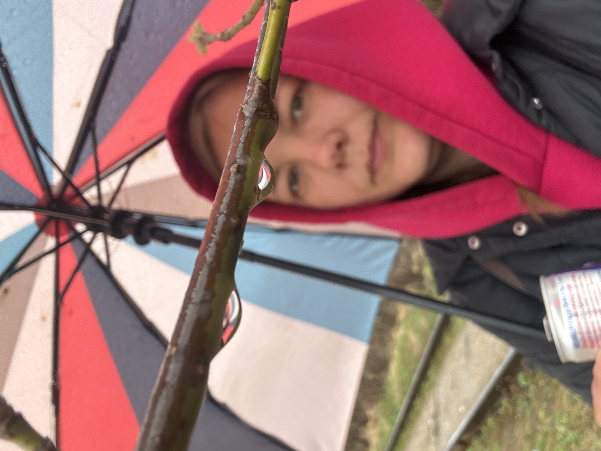 A close-up shot focuses on a wet tree branch with two prominent raindrops clinging to it. Through the raindrops, the reflection of a multi-colored umbrella can be seen, suggesting a rainy day. In the background, partially obscured, is a person wearing a red hooded jacket. The individual is slightly out of focus. Part of an object, possibly a can with white and red labeling, is visible to the right of the person. Based on previous context, the location is Dmitrov, Russia. The setting appears to be outdoors, as a glimpse of greenery and what might be a path or ledge can be seen near the edge of the image.