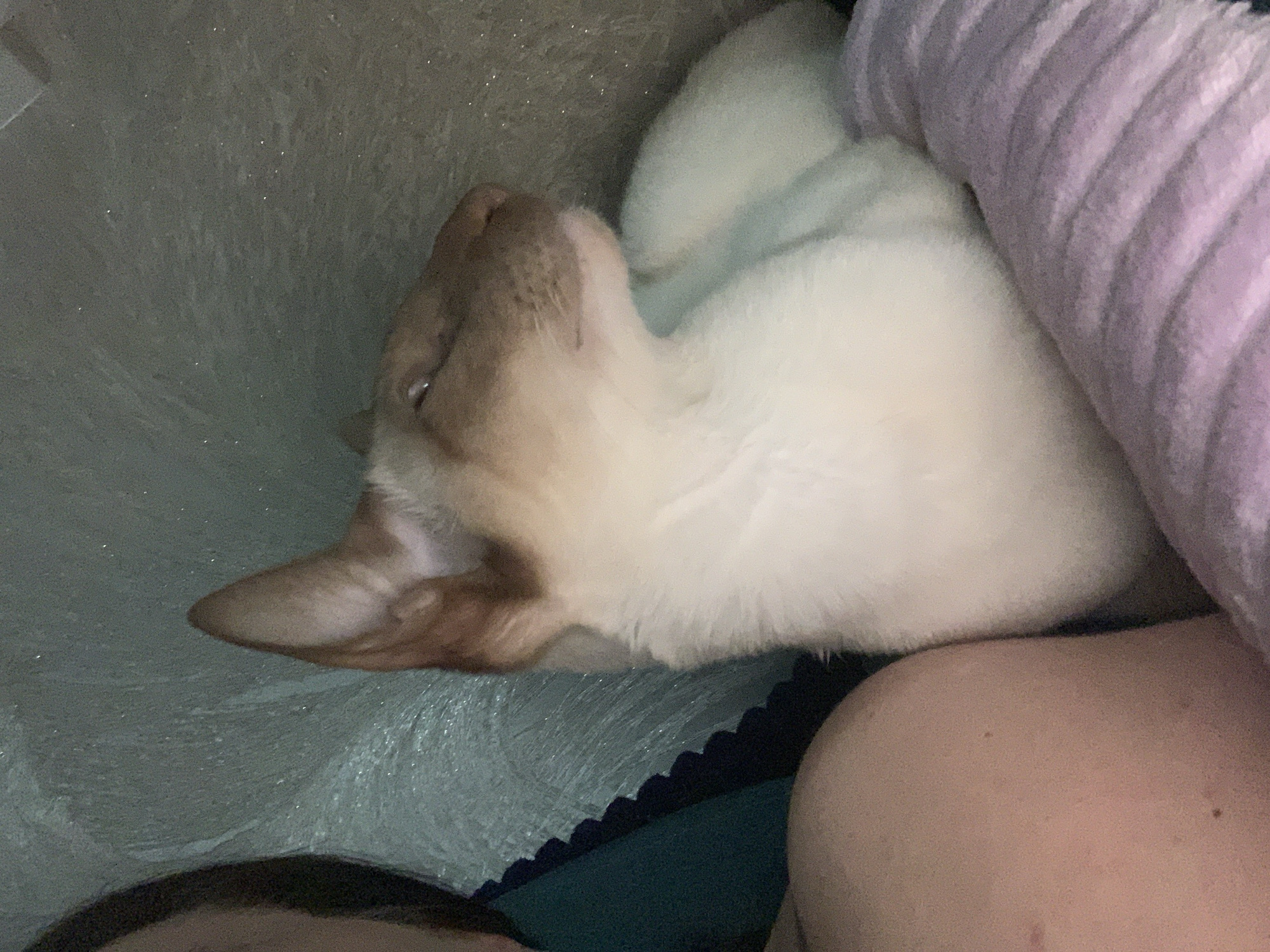 The image shows a close-up of a Siamese cat nestled next to a person. The cat has white fur with brown points on its ears and face. It appears to be sleeping or resting, with its eyes partially closed. The person's arm and shoulder are visible in the foreground, and they are wearing a dark green top. The background consists of textured fabric, possibly a blanket or upholstery. The scene is indoor and appears to be in a domestic setting. There is no discernible information within the image to indicate a specific location in Kazan, Russia.