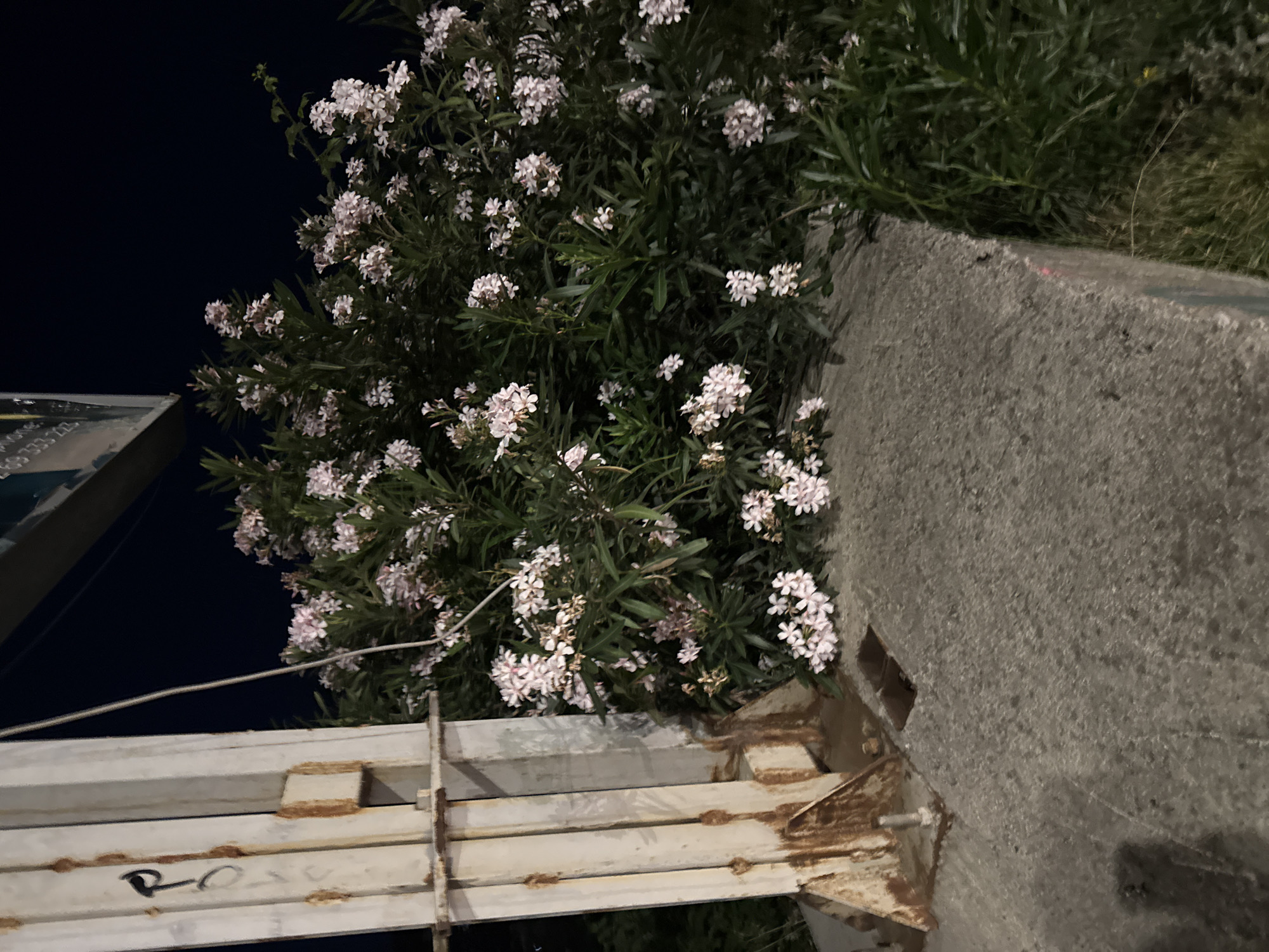 The image depicts a cluster of flowering oleander bushes with light pink blossoms situated in front of a rusted metal support structure. The support structure is painted white and shows signs of significant rust and weathering. The bushes are dense with green foliage and interspersed with the delicate flowers. The ground in front of the bushes is a rough, gray concrete surface. In the background, the night sky is dark, and a portion of a sign is visible at the top. A thin white cable runs from the top of the image down towards the bushes. The scene appears to be an outdoor urban environment, potentially near a roadway or public space, in Boreti, Montenegro.