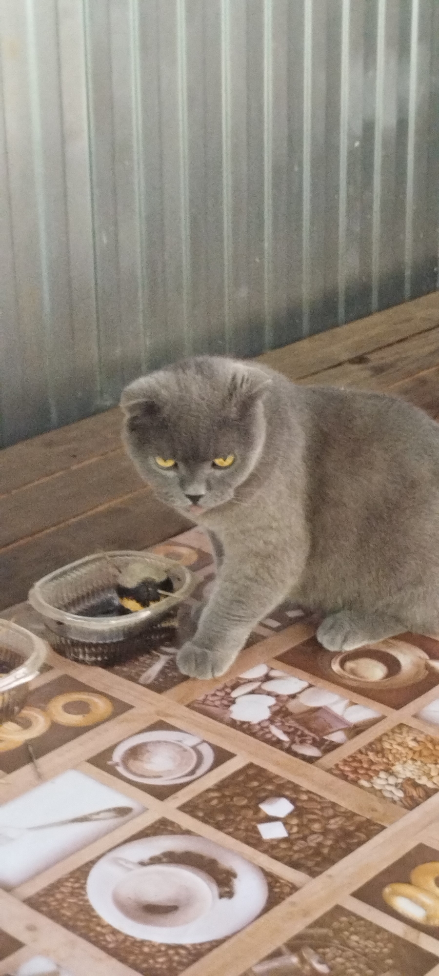 A grey Scottish Fold cat with yellow eyes is sitting on a wooden surface. In front of the cat are two clear plastic containers with food. The cat is facing the viewer, and its head is tilted slightly. The background consists of a corrugated metal wall and wooden planks. The floor has a patterned tile with images of coffee cups and coffee beans. The scene appears to be outdoors. The location is Yaroslavskaya, Russia.