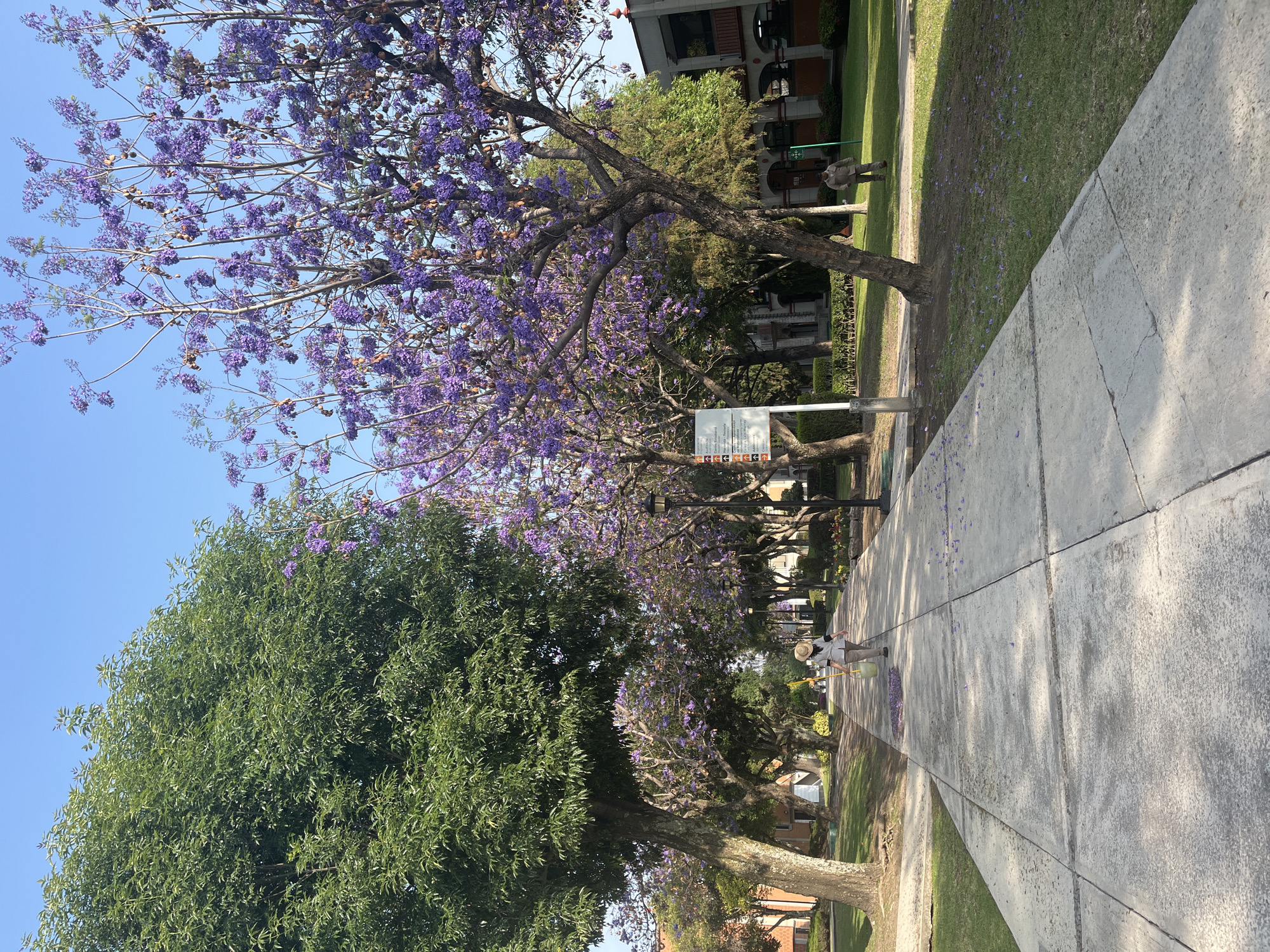 The image displays a sunny outdoor scene in San Andrés Cholula, Mexico, along a wide concrete sidewalk bordered by green grass and mature trees. The perspective looks down the path, with a clear blue sky visible overhead.
Several jacaranda trees are prominent, covered in clusters of vibrant purple flowers. Numerous purple petals have fallen, scattering across the green lawn and the light grey concrete sidewalk, indicating the trees are in full bloom. To the left, a large tree with dense green foliage contrasts with the purple flowers. In the background, partially obscured by the trees, are buildings with traditional architecture, featuring warm-toned walls and glimpses of red-tiled roofs.
A person wearing a straw hat and light-colored clothing is visible walking away from the viewer on the sidewalk, carrying a light yellow object. The sidewalk itself is made of textured light grey concrete slabs.
Near the base of one of the jacaranda trees, beside the sidewalk, there is a white information sign. Though slightly blurry, the visible text is in Spanish, with "AYUNTAMIENTO DE SAN ANDRÉS CHOLULA" discernable, referencing the local government. Below this, pictograms illustrate various park rules, including symbols for trash, pet waste, and a crossed-out cigarette.
The bright sunlight casts distinct shadows on the grass and sidewalk, suggesting it is either morning or late afternoon. Streetlights are also visible further along the path. The overall impression is of a peaceful and well-maintained urban park or street environment.