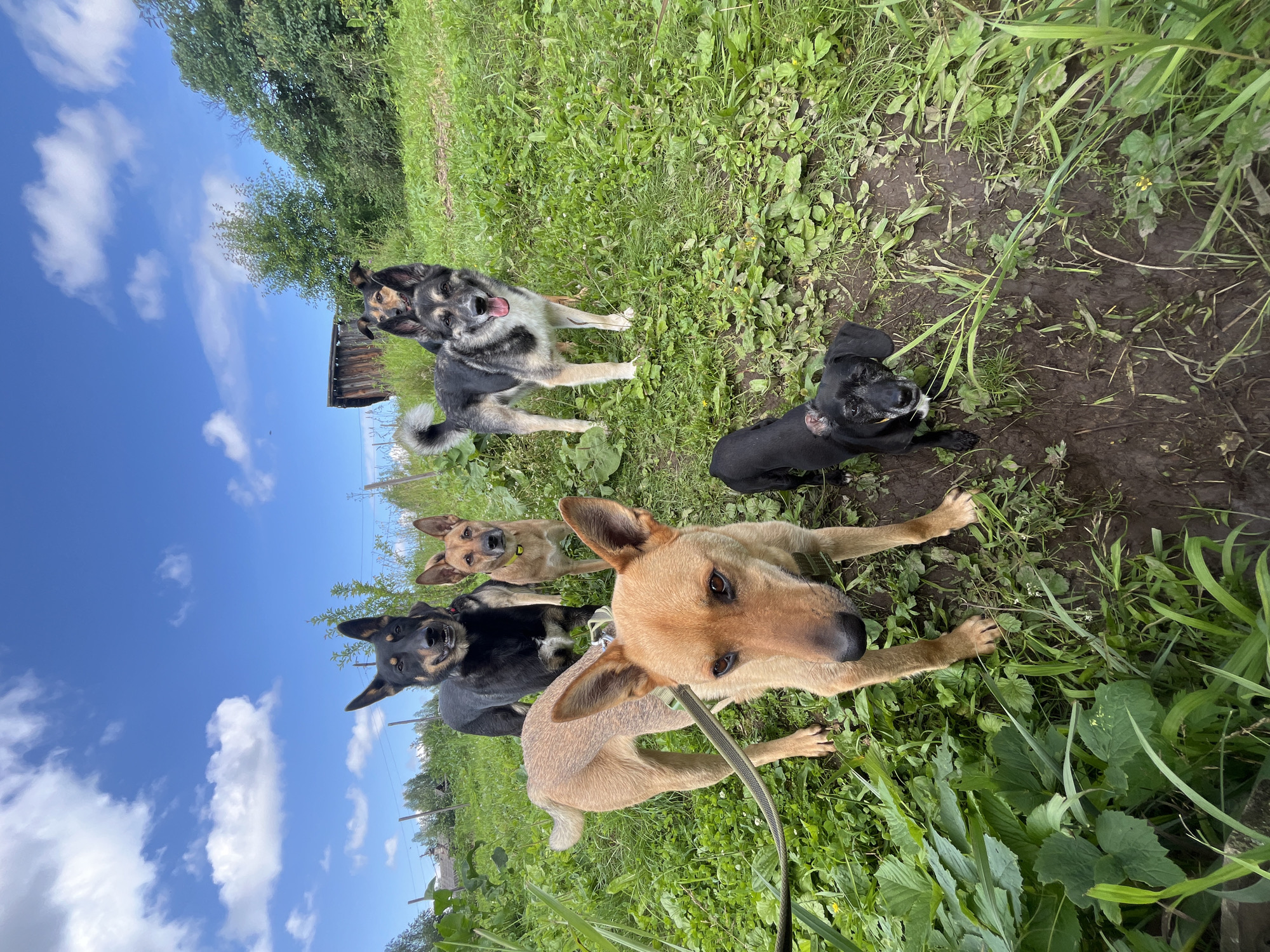 Five dogs are gathered in a grassy outdoor area. The dogs are of various breeds and sizes. One large black and tan dog stands in the background, looking at the camera. To its right is a medium-sized tan dog with a yellow collar. In front of these two, a large tan dog with perked ears stands on a leash, also facing the camera. To the right of the tan dog, a black and grey dog with a fluffy tail is looking forward. The smallest dog, a black dachshund mix, is in the foreground, looking up at the camera. The ground is covered in green grass and some patches of mud. In the background, there is a wooden structure, possibly a shed or outbuilding, and trees. The sky above is blue with white, fluffy clouds. This scene appears to be in a rural or semi-rural setting, possibly on the outskirts of Nizhny Tagil, Russia, given the landscape and potential for such structures.