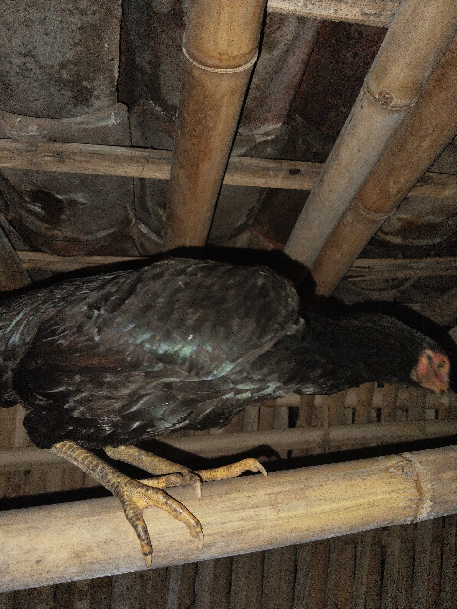 A close-up shot depicts a dark-feathered chicken perched on a bamboo pole. The chicken has prominent yellow legs with visible claws. The background consists of bamboo structures, suggesting a rural or agricultural setting. The lighting appears dim, possibly indicating an indoor environment.