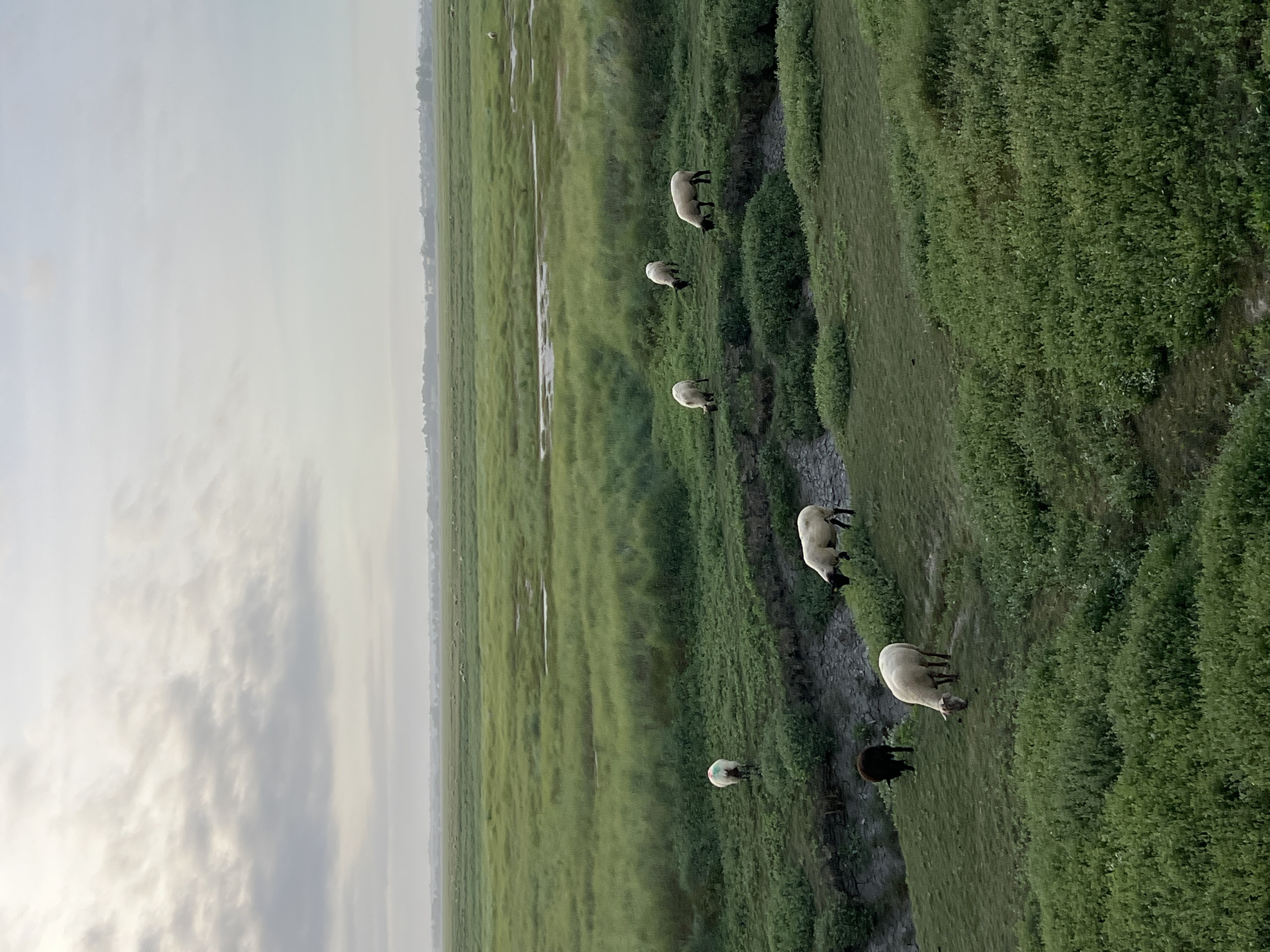 The image presents an expansive salt marsh landscape in Le Mont-Saint-Michel, France, under an overcast sky. A large flock of sheep, primarily white with dark faces and legs, grazes across the verdant, undulating terrain. Six sheep are prominently visible in the mid-to-foreground, one of which is entirely black, and another white sheep exhibits a green marking on its back. The ground is characterized by dense green vegetation, intermittent shallow water bodies, and a distinct, dry or muddy channel cutting through the foreground and midground. In the far distance, a faint horizon reveals a line of distant structures, likely a village with a visible church spire, set against a hazy background. Numerous smaller sheep are dispersed across the distant marshland. No human figures are present in the scene.