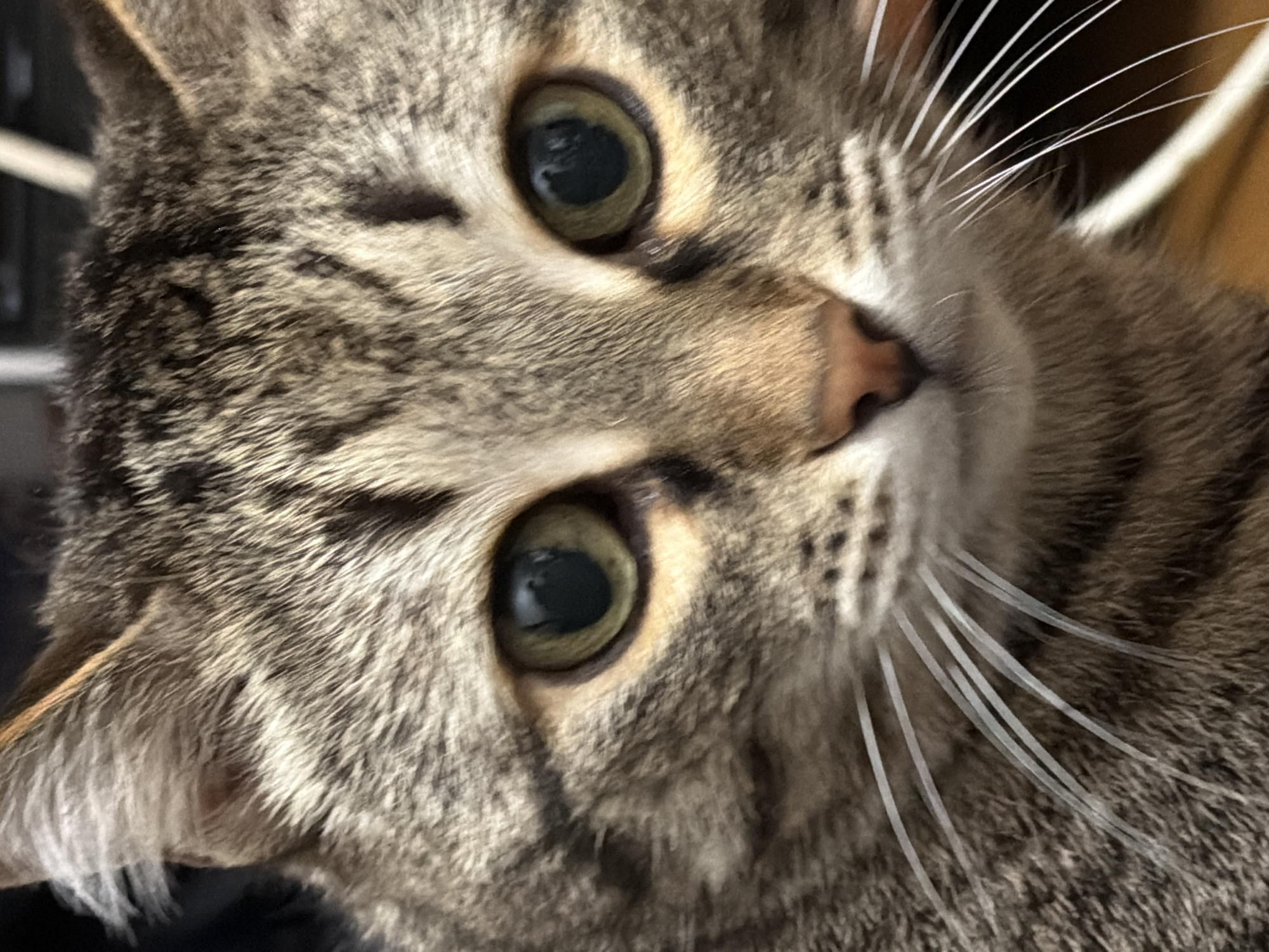A highly detailed, close-up photograph captures the face of a domestic cat, likely a tabby, featuring intricate patterns of brown, grey, and black fur. The cat's head is slightly tilted, and its large, round eyes with dark pupils and greenish-brown irises are wide open, gazing directly at the viewer with an expression of attentiveness or curiosity. Bright reflections are visible in both eyes, suggesting an indoor setting with a nearby light source, possibly natural daylight. Its small, pinkish-brown nose is clearly visible, and numerous long, white whiskers extend prominently from its muzzle. The fur around its face shows distinct tabby stripes and spots. The background is softly blurred, keeping the focus entirely on the cat's features. No text is visible in the image. The photo depicts a moment of direct engagement between the cat and the camera, set indoors in what appears to be a well-lit environment. While the location context of Izhevsk, Russia is provided, no specific visual cues within the image confirm this location.