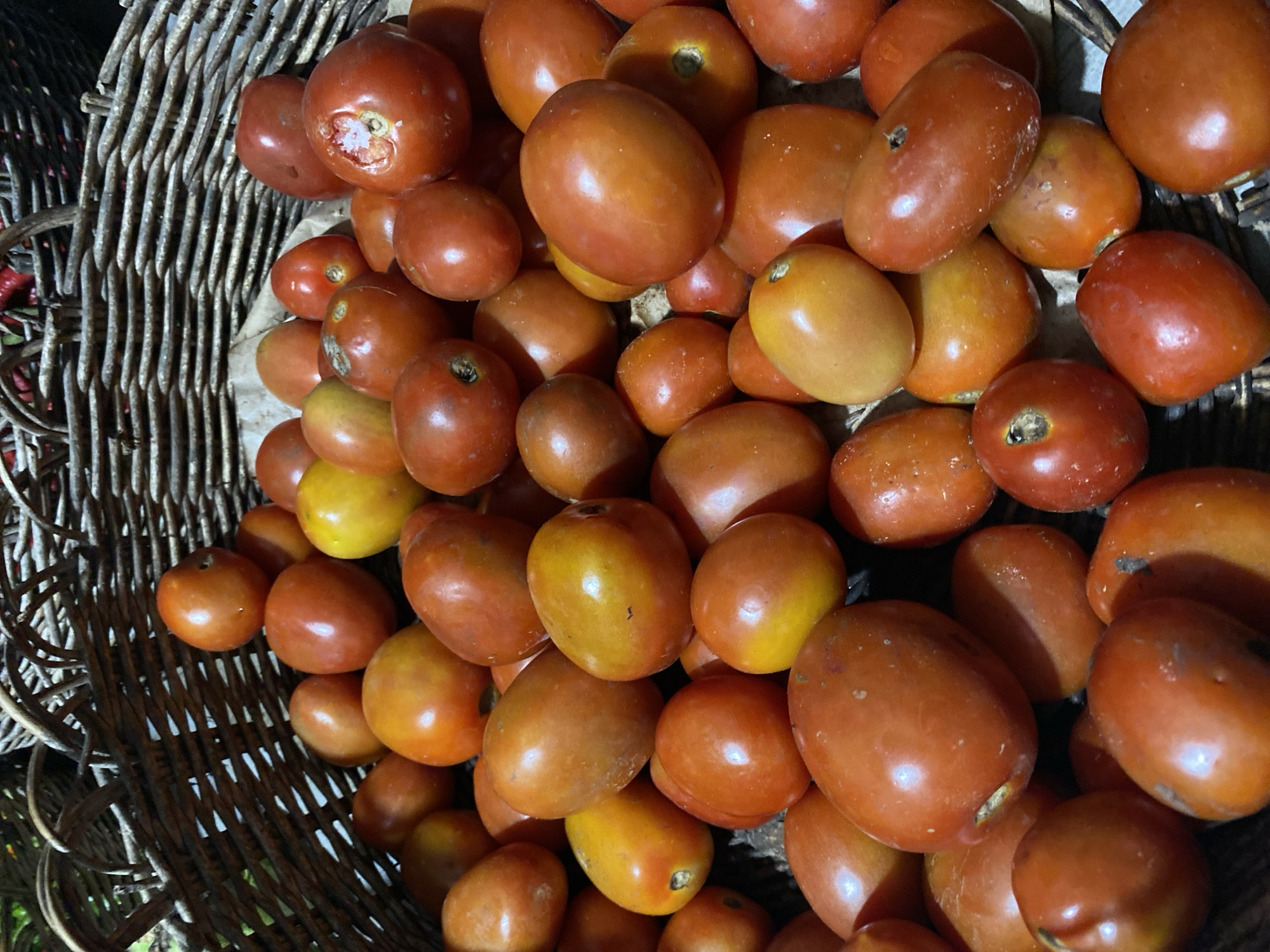 In the city of Aneuk Paya, Indonesia, a woven basket overflows with ripe tomatoes. The tomatoes are a mix of red and yellow hues, with some showing slight blemishes or imperfections. The basket itself is made of dark, natural fibers and appears to be quite full, with tomatoes spilling over the sides. The background is blurred, suggesting an outdoor setting with natural light. The scene is a still life, focusing on the abundance of fresh produce.