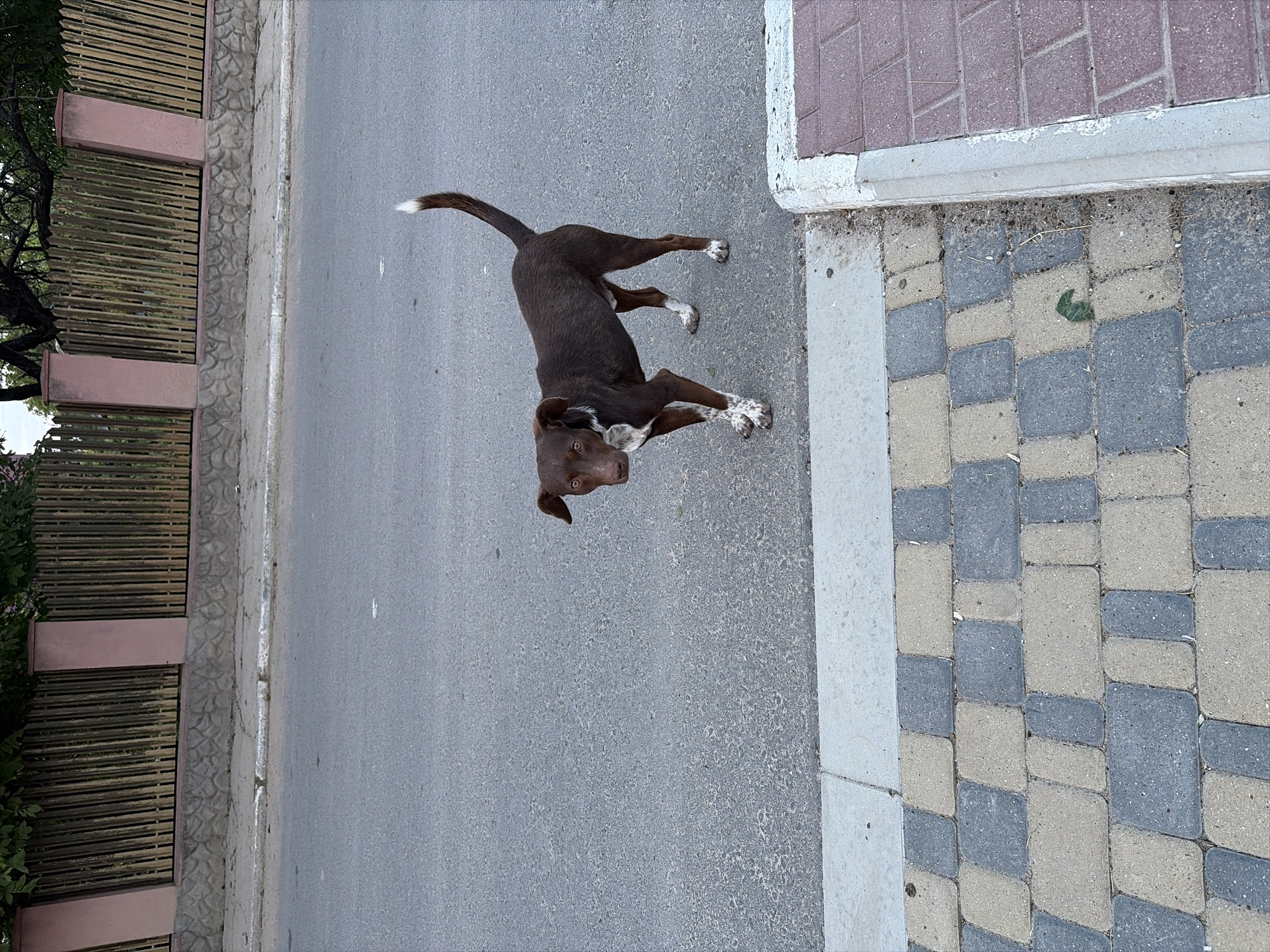 A medium-sized, brown-furred dog with white markings on its paws and chest stands on an asphalt road. The dog has brown eyes and a white-tipped tail that curves upwards. To the left of the dog, a paved sidewalk is visible, with alternating grey and tan square and rectangular pavers. Beyond the sidewalk, a concrete curb separates the road from a textured grey base, topped by a wooden fence with pink posts and a wire mesh section. Trees and foliage are visible behind the fence. The scene appears to be an outdoor street view in the city of Oxentea, Moldova.