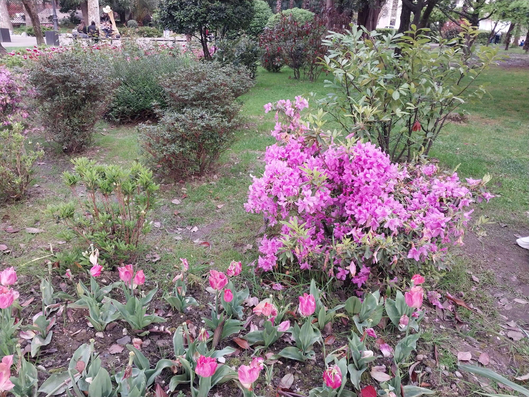 The image captures a vibrant and verdant park scene, likely in Sochi, Russia, showcasing various flowering plants and lush foliage under soft, diffused lighting, suggesting an overcast day.
In the immediate foreground, a bed of pink tulips is visible, with several blooms in varying stages of opening and fading. Their green leaves contrast with the dark soil and scattered fallen leaves beneath them.
The midground is dominated by a large bush on the right bursting with numerous bright pink or magenta azalea flowers in full bloom. To its left and extending into the background, a variety of green shrubs and bushes, some with darker foliage, are interspersed with patches of grass, forming a natural garden landscape. A faint path or grassy walkway appears to wind through these plantings.
Further in the background, mature trees with dark trunks and dense green canopies define the perimeter of the park. In the upper left corner of the scene, a small group of approximately three to four people can be seen sitting on a bench beneath the trees. They appear to be relaxing and enjoying the peaceful surroundings. A light-colored structure, possibly a decorative element or monument, is partially visible behind them.
The overall atmosphere is serene and natural, highlighting the beauty of the blooming season. There is no visible text in the image.