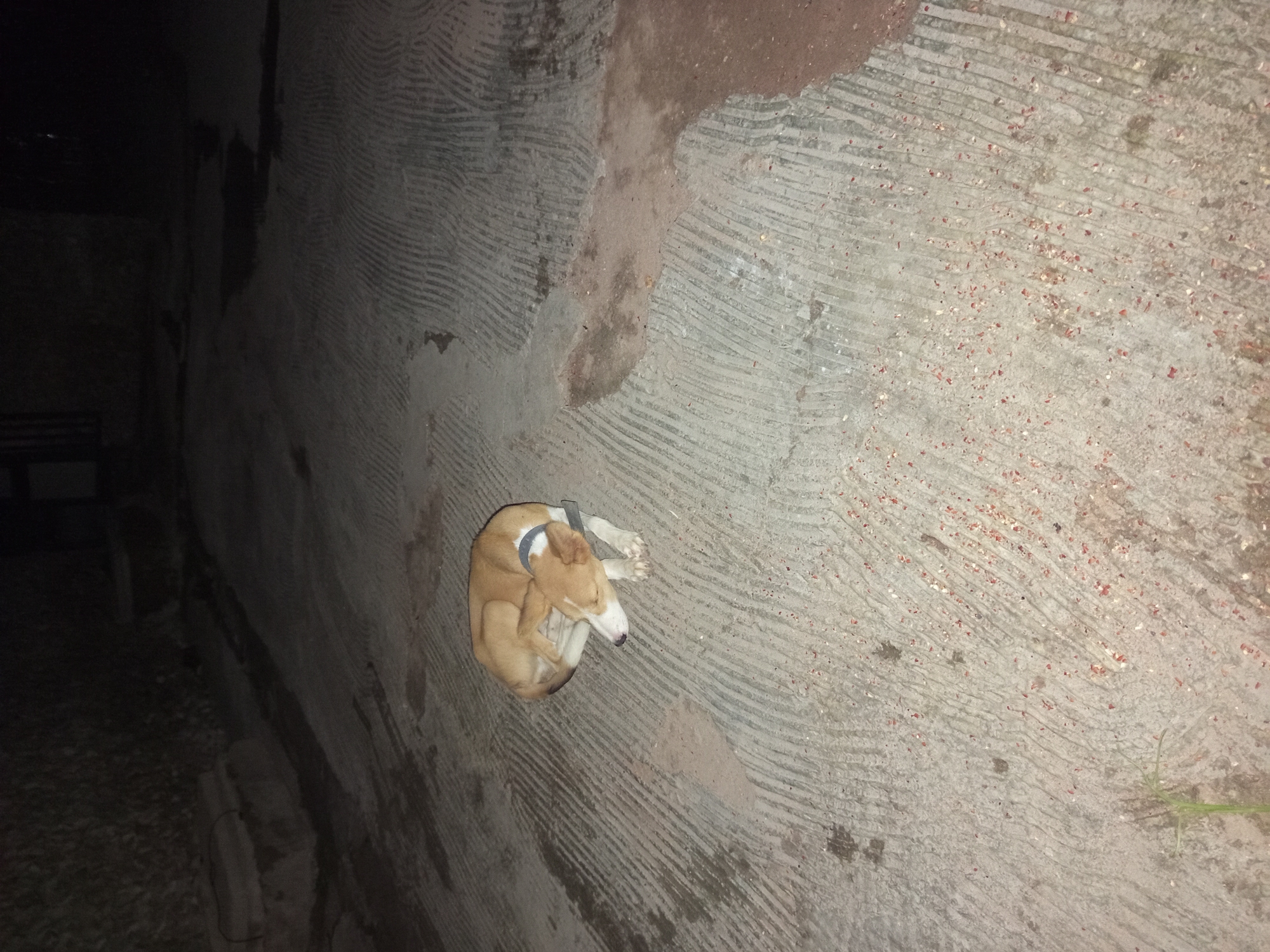 A tan and white dog is curled up sleeping on a textured concrete surface. The dog is wearing a light-colored collar. The concrete has parallel grooves and some darker, damp patches. In the background, a stone wall is visible, and the lighting suggests it is nighttime or a very dimly lit area. The scene appears to be an outdoor space, possibly a pathway or courtyard, in Jalingo, Nigeria.