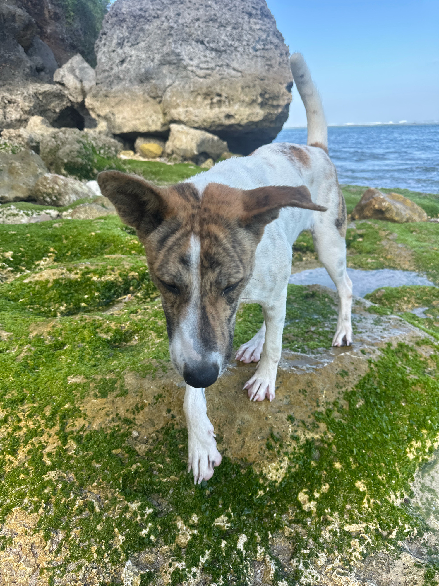 A medium-sized dog with white and brown brindle markings stands on moss-covered rocks near the ocean. The dog is facing forward with its eyes partially closed, and its head is tilted down. The background features large rocks, the blue ocean, and a clear sky. The scene appears to be on a beach or rocky coastline, likely in a tropical location given the presence of moss and the ocean. This image could be of the coastline of Kuta Selatan, Indonesia, a region known for its beaches and rocky shores.