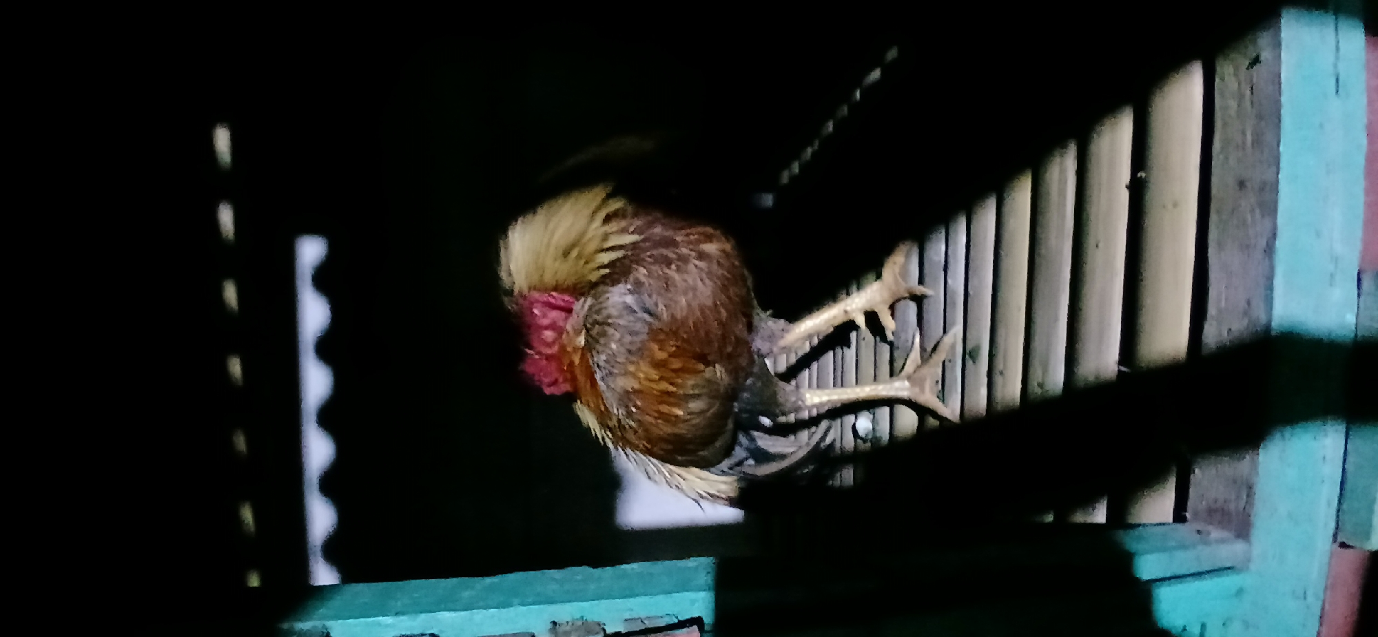 A rooster stands on a wooden surface, possibly a perch or a floor, in a dark environment, possibly outdoors or in a dimly lit structure. The rooster has brown, black, and golden feathers, with a prominent red comb on its head. Its head is lowered, obscuring its face. The wooden surface appears to be made of slats or planks. To the left of the rooster, a turquoise-colored vertical support is visible. In the background, there is a dark area with a horizontal pattern, which might be the roof or ceiling structure of a building. The overall lighting suggests it is nighttime or the area is not well-lit. The image appears to be a photograph taken in Demangan, Indonesia.