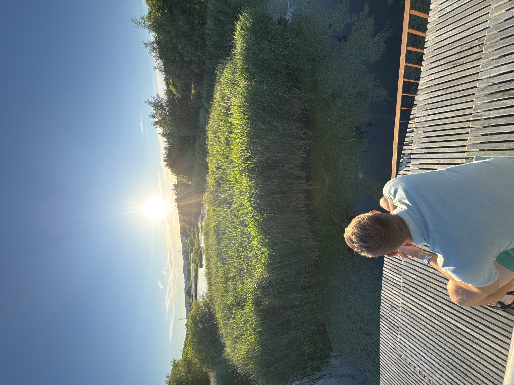 A man is sitting on a wooden walkway overlooking a body of water with reeds and lush green vegetation. The sun is setting, casting a warm glow over the scene and creating lens flares. The man is wearing a light blue polo shirt and green shorts. The walkway is made of light-colored wooden planks with metal railings. The water is covered in small green plants, and there are tall reeds growing in patches. Trees and hills are visible in the background. This location is likely in or around Vejle, Denmark, known for its natural beauty and waterfront areas like the Vejle Fjord and surrounding wetlands.