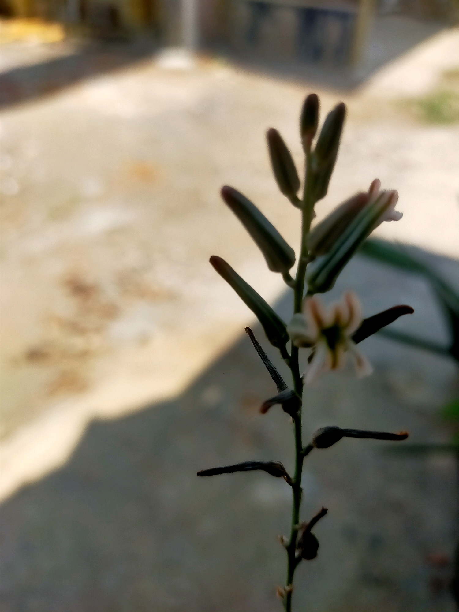 The image shows a close-up, shallow depth of field shot of a flowering plant stem with multiple buds and one partially opened white flower with a dark center. The plant stem is green and has dark, pointed structures along its length. The background is blurred and appears to be an outdoor scene with a textured ground surface casting a shadow. The location is Karangsono, Indonesia.