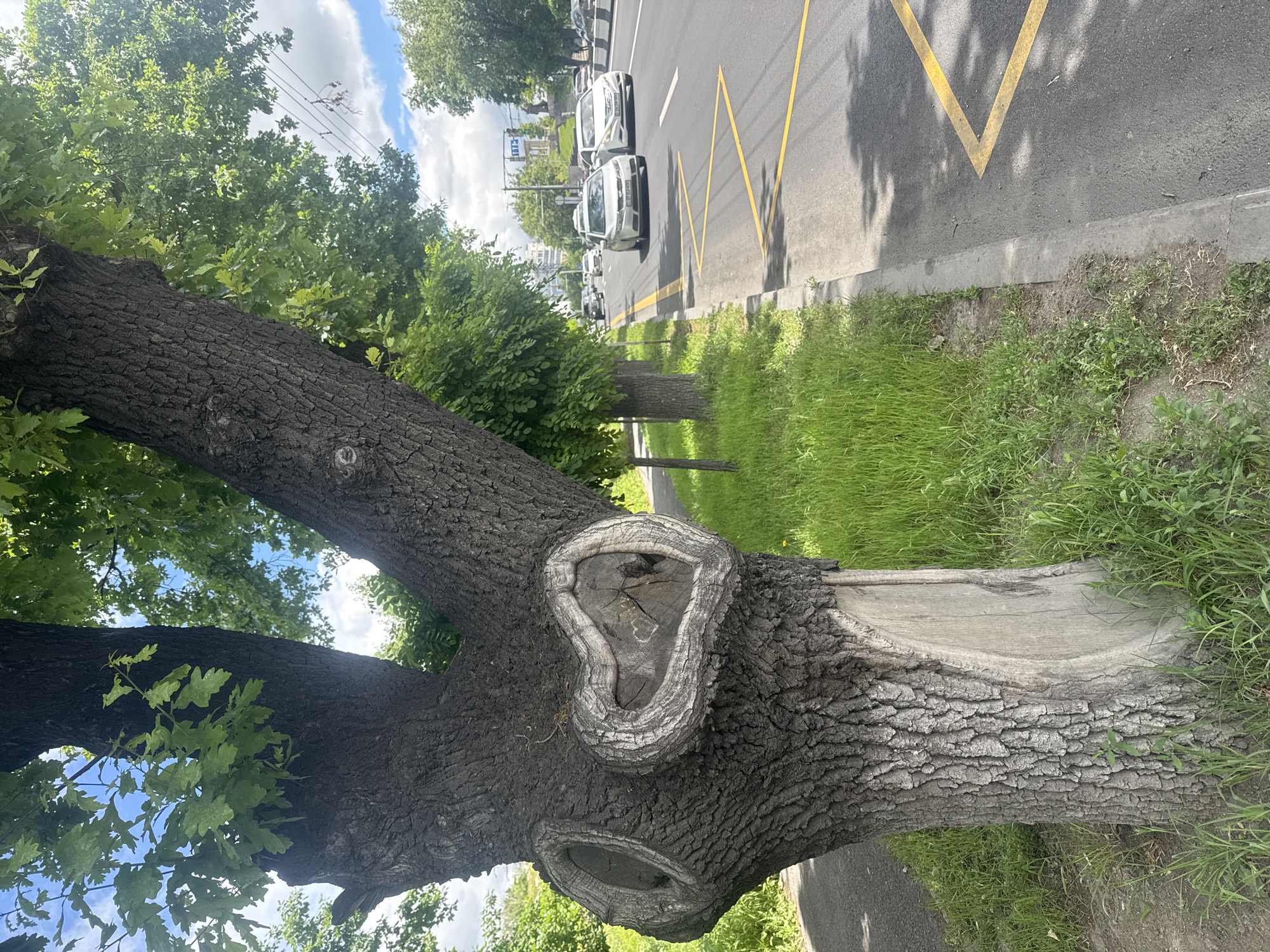 The image depicts a tree trunk with two prominent tree wounds, one heart-shaped, adjacent to a street in Yerevan, Armenia. Cars are parked along the side of the road, which is marked with yellow zig-zag lines. Grass grows between the sidewalk and the road. The sky is partly cloudy.