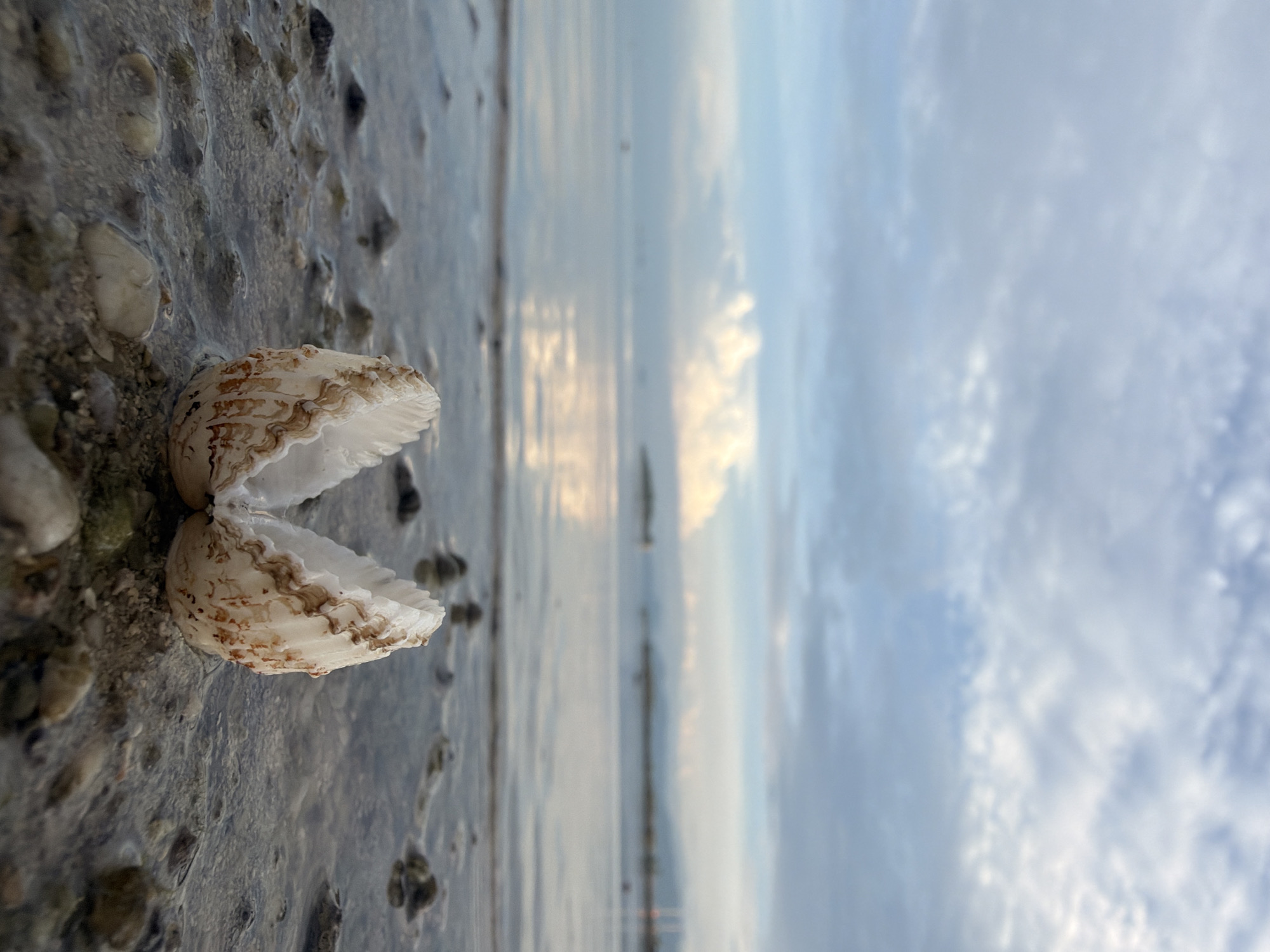 A single, open seashell rests on a pebble-strewn shoreline at low tide, with the calm sea stretching towards a hazy horizon. The sky above is a soft gradient of blue and white clouds, suggesting either early morning or late afternoon light. The location is identified as the coast of Ko Samui District, Thailand.