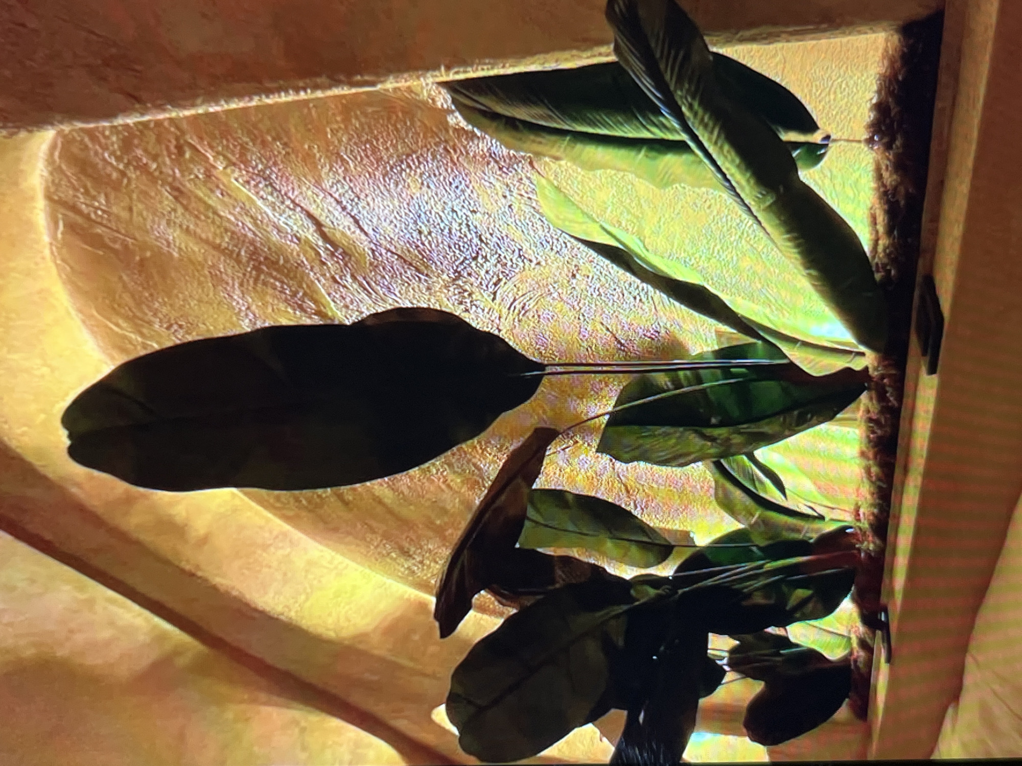 The media file shows a close-up, upward-angled view of a large, dark green plant with broad leaves. The plant is positioned against a textured, golden-yellow background that appears to be a wall or partition. The lighting is warm and casts shadows, highlighting the plant's foliage and the texture of the background. The background itself has an uneven, slightly rough surface with visible ridges and indentations, giving it a tactile quality. The plant's leaves are lush and appear healthy, with some reflecting the light and others in shadow. The overall impression is one of a botanical element within an indoor, possibly decorative, setting. There is no visible text, people, or indication of weather or a specific time of day. The context suggests an indoor environment, possibly a home, office, or botanical display.