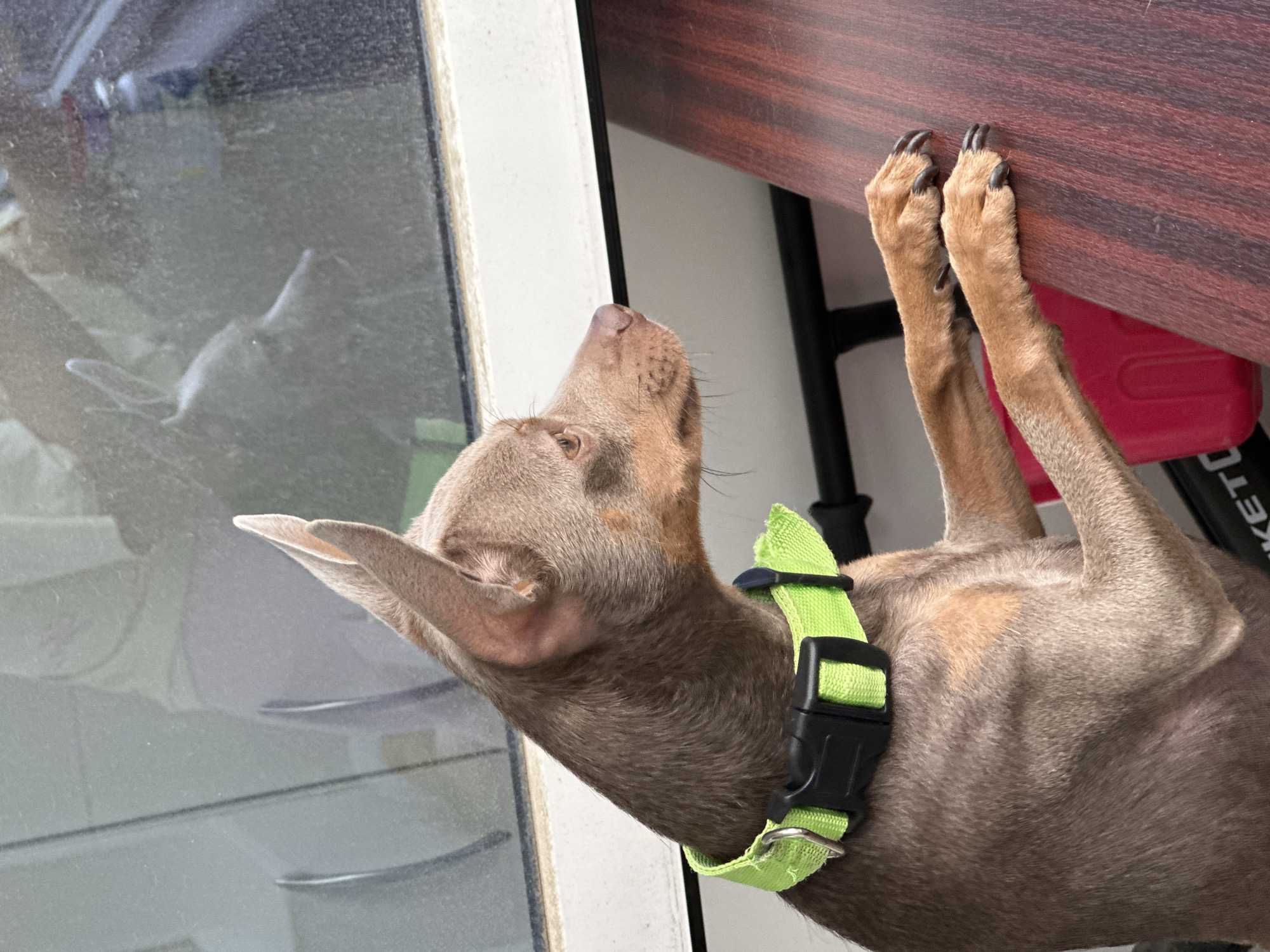 A tan-colored dog with a green collar is looking out a window. The dog's paws are resting on a dark-colored table. The location is unknown, but the prompt suggests it is Chaikovsky, Russia. The reflection of a second dog can be seen in the window.