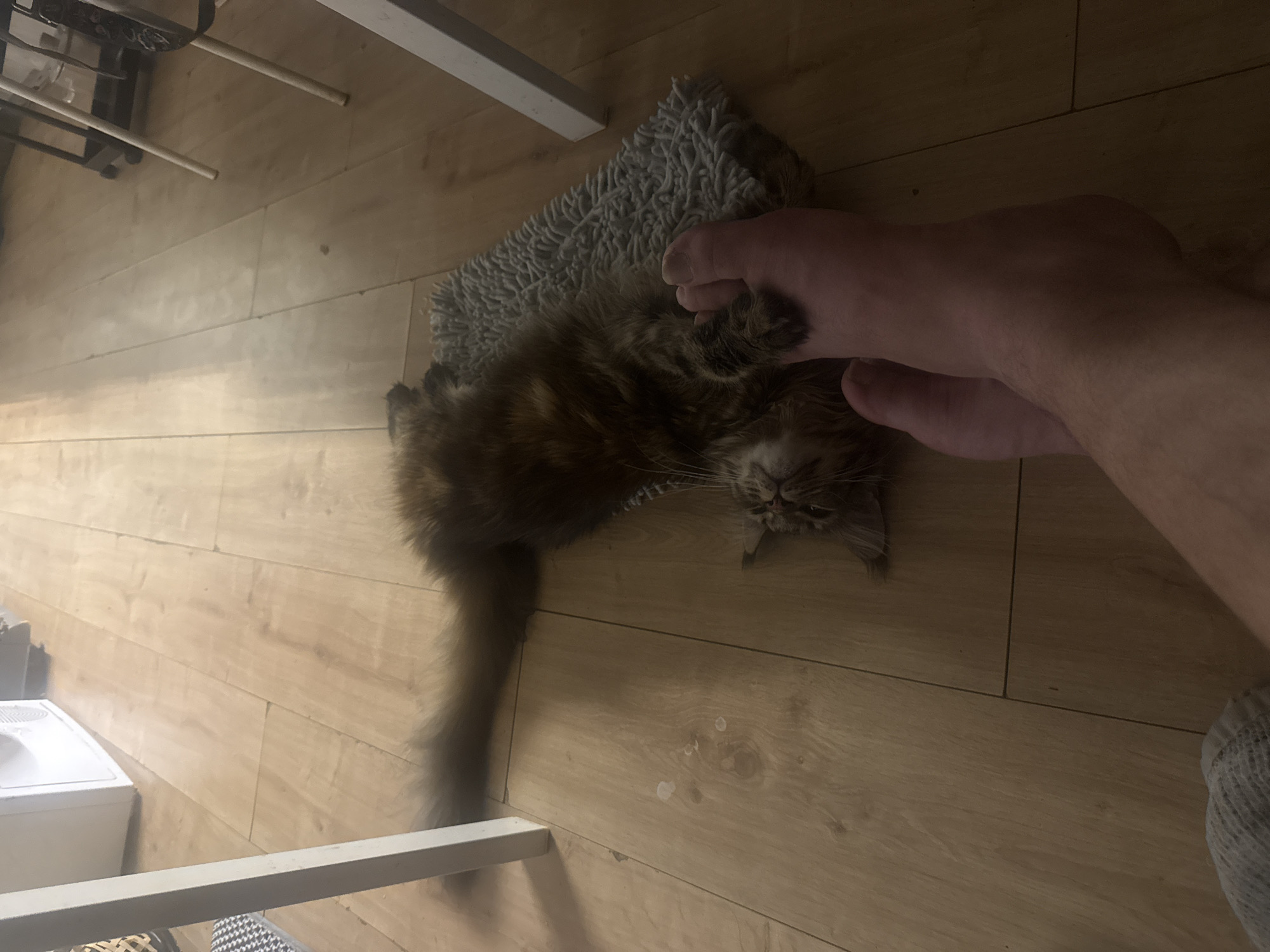 In an indoor setting, likely a residential interior, a fluffy tortoiseshell cat lies on its back on a light gray shaggy mat on a light wood-paneled floor. The cat's body is stretched out, with its paws extended. One of the cat's paws is touching a bare human foot, which is positioned in the foreground and appears to be resting on the floor. The cat's tail is long and bushy, extending to the left. To the left of the frame, a white vertical leg of a piece of furniture is visible, and further back, a white appliance, possibly a washing machine, is present. To the right, a portion of another piece of furniture with white legs is visible. The lighting suggests an ambient indoor environment. There are no discernible elements that indicate a specific location in Herzliya, Israel; the scene is a generic indoor domestic space.
