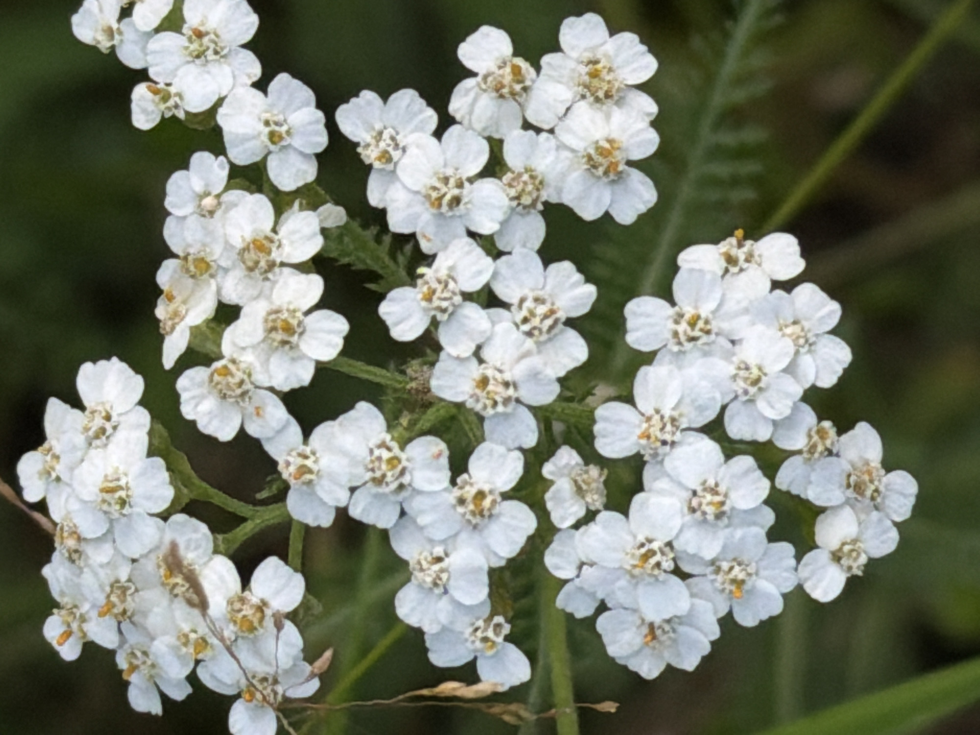 This is a close-up, vertical, medium shot of a cluster of small, white flowers with yellow centers. The flowers are in various stages of bloom and are arranged in a corymb-like inflorescence. The background is a soft focus of dark green foliage, suggesting an outdoor setting. There are no people or animals visible in the image. The lighting is natural and highlights the delicate structure of the petals and the texture of the centers. There is no visible indication of this image being taken in Uglegorsk, Russia, nor is there any context provided that would place it there.