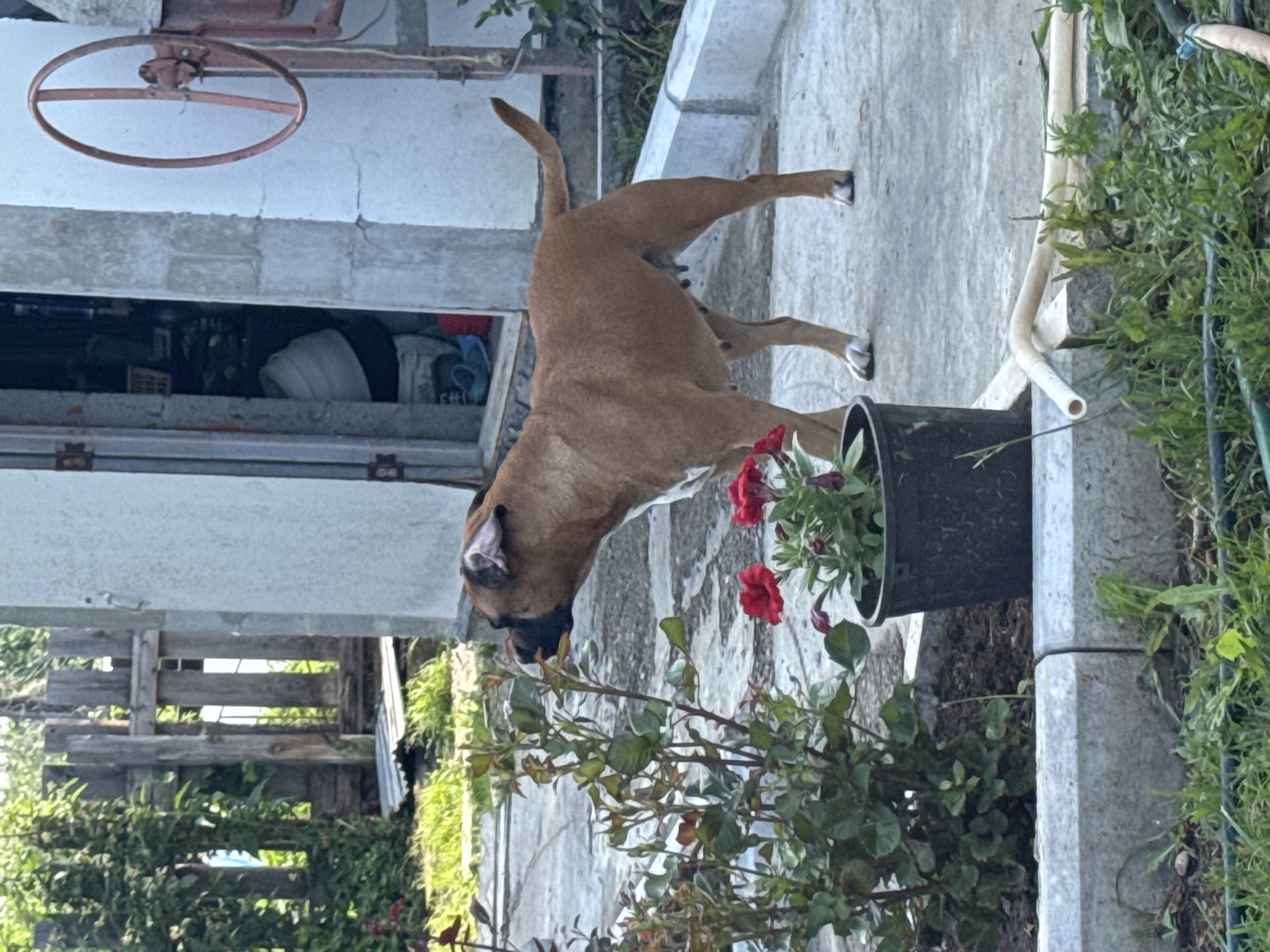 A tan boxer dog is standing in a yard, sniffing at a plant with red flowers. The dog is facing left, with its head turned towards the plant. The plant is in a black pot. The dog has white paws. In the background, there is a building with a door. There is also a wooden fence and some greenery. The ground is paved with concrete.