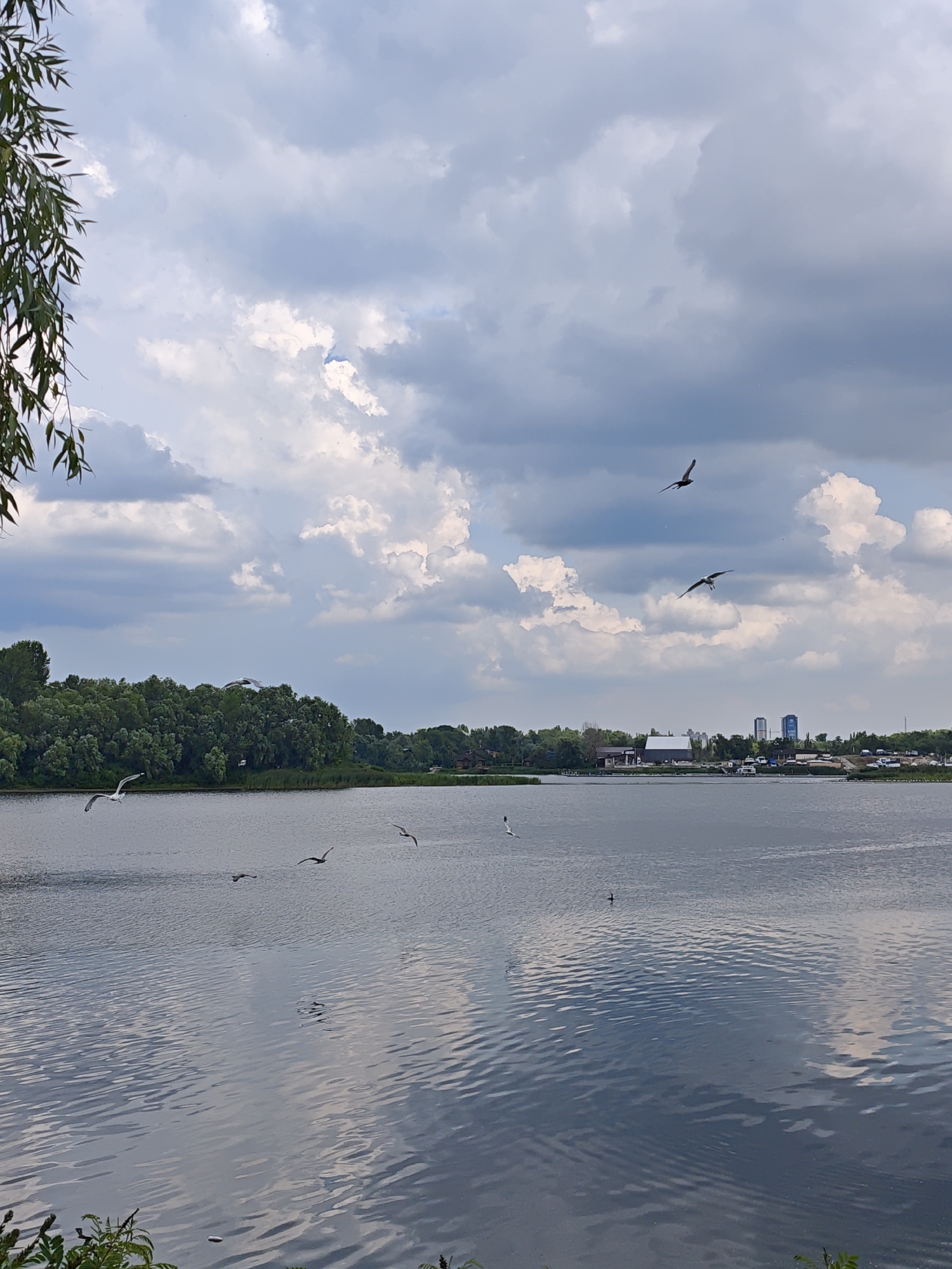 This image depicts a wide, calm river reflecting a cloudy sky with white and gray clouds. Several birds are visible in flight over the water. On the far bank of the river, a dense line of green trees forms the natural landscape, with some buildings and structures peeking through. In the distance, on the horizon, are the silhouettes of city buildings, suggesting an urban environment. A weeping willow branch with green leaves hangs into the frame from the upper left corner, framing the scene. This scene is consistent with the Dnipro River in Kyiv, Ukraine.
