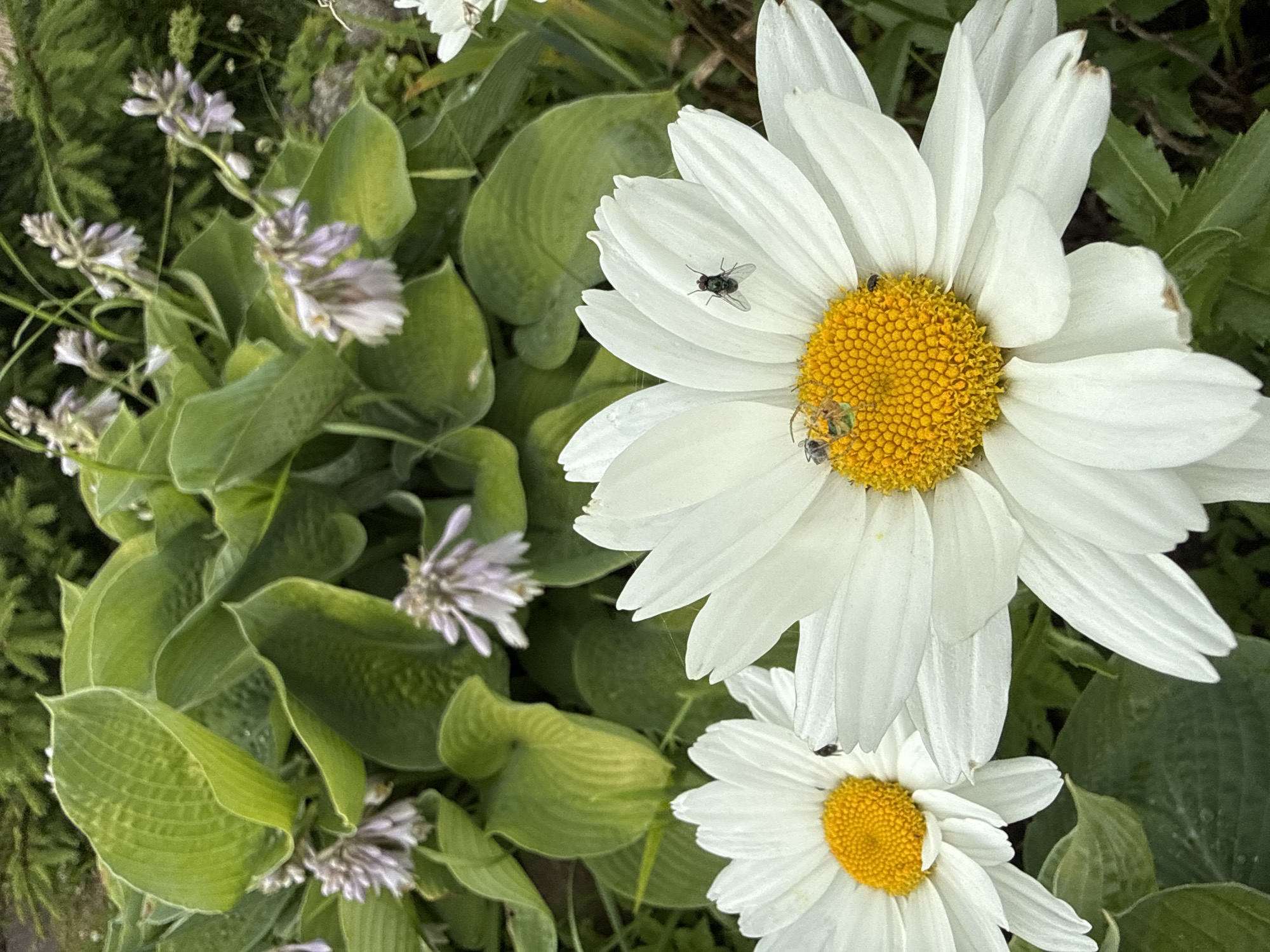 In Galinė, Lithuania, a close-up photograph captures a vibrant garden scene dominated by two large white daisies with bright yellow centers. The daisies are in sharp focus, showcasing their detailed petals and the textured surface of their centers. Several insects are visible on the daisies: a metallic green fly rests on the petals of the daisy in the foreground, while smaller insects, possibly bees or mites, are gathered on the yellow center of the same flower. Another tiny dark insect is visible on the yellow center of the daisy on the left.
The background is a lush tapestry of green foliage, including large, textured hosta leaves and delicate, pale purple flowers. A hint of dark green evergreen branches can be seen at the very top of the image. The lighting suggests an overcast day, with soft, diffused light illuminating the flowers and plants. The scene conveys a sense of natural beauty and the subtle activity of insect life within a garden setting.