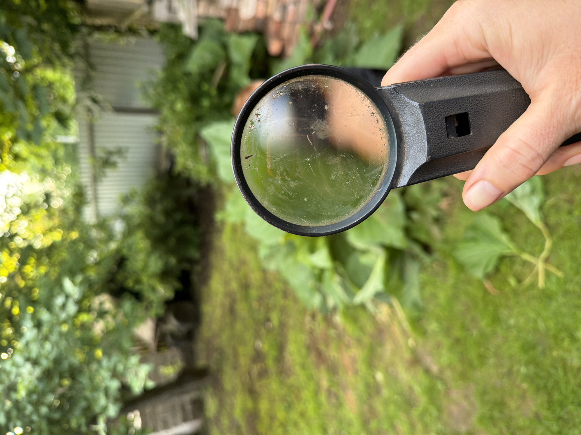 A person's hand holds a black-handled magnifying glass over a blurred green outdoor scene. The magnifying glass, positioned in the foreground, has a dirty lens with visible smudges and some small debris. Reflections of the surroundings, including what appears to be a person's face, are visible on the glass. Behind the magnifying glass, out-of-focus elements suggest a garden or backyard setting with green foliage, grass, and possibly some wooden structures. The overall impression is a candid, close-up shot focusing on the magnifying glass and the hand holding it, with the background intentionally blurred to draw attention to the object. No text is visible in the image. The scene suggests a moment of observation or examination of the natural environment.