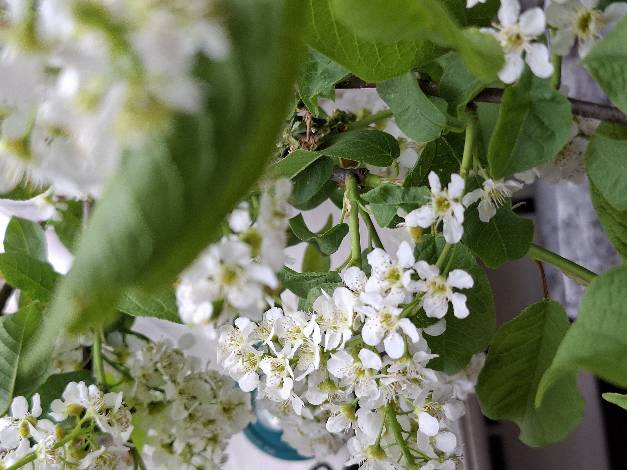 The image captures a close-up view of a flowering branch with green leaves and clusters of small white flowers. The flowers are densely packed and appear to be in full bloom. The leaves are lush green and provide a backdrop for the white flowers. The location is Unknown, Unknown.