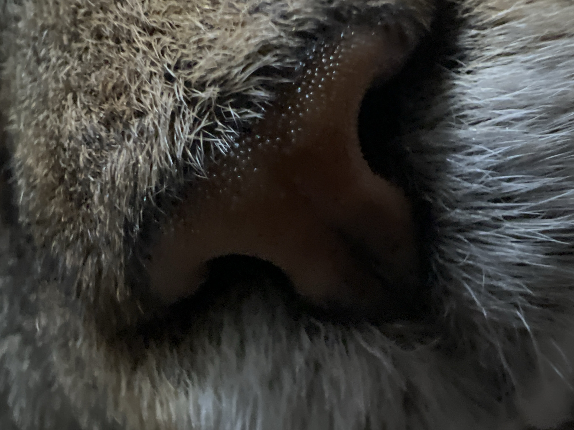 A macro photograph captures the nose and surrounding fur of a cat. The cat's nose is dark and textured with small indentations. The fur is a mix of brown and grey, with some hairs appearing white. The lighting is dim, creating dark shadows around the nose and highlighting the texture of the fur. The image is tightly cropped, focusing solely on the facial features of the animal. There is no identifiable information or context within the image that would associate it with Markova, Russia, or any specific location.