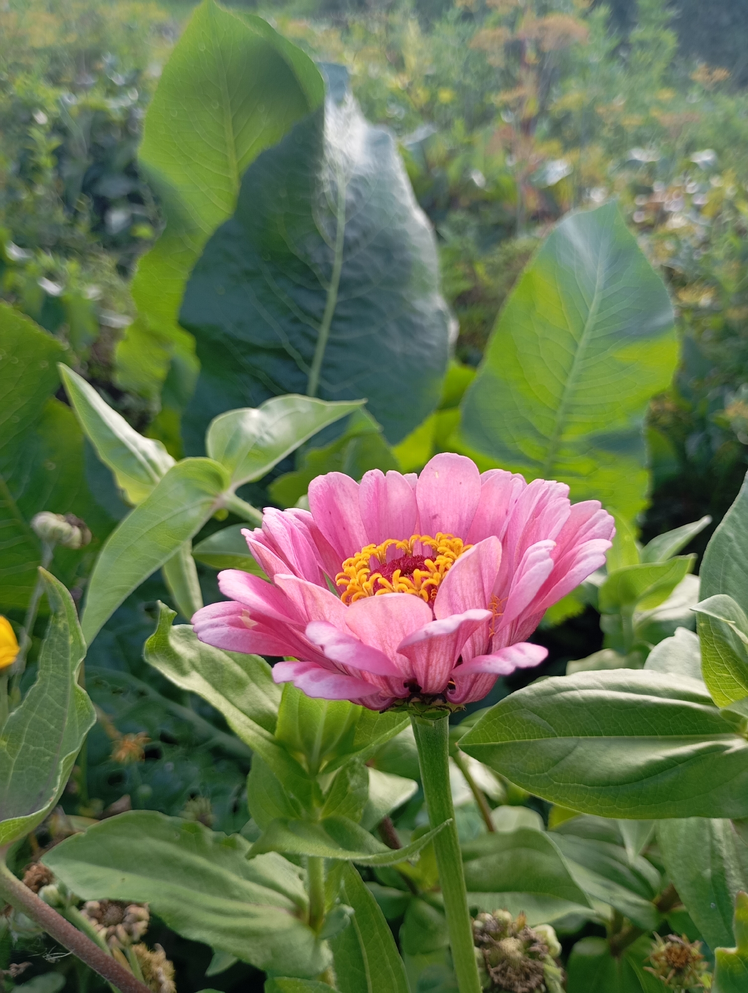 A close-up, vertical shot captures a vibrant pink zinnia flower in full bloom, its petals unfurling outwards, revealing a bright yellow center. The flower is positioned slightly off-center to the right, with its stem clearly visible supporting its delicate structure. Surrounding the zinnia are lush, green leaves of varying sizes, some large and broad, others smaller and more pointed. In the background, out-of-focus foliage and hints of yellow and red flowers create a blurred garden setting. The lighting suggests it is daytime, with soft sunlight illuminating the scene. The image appears to be taken in an outdoor garden or natural setting within the city of Fokino, Russia. No people or animals are present in the frame.