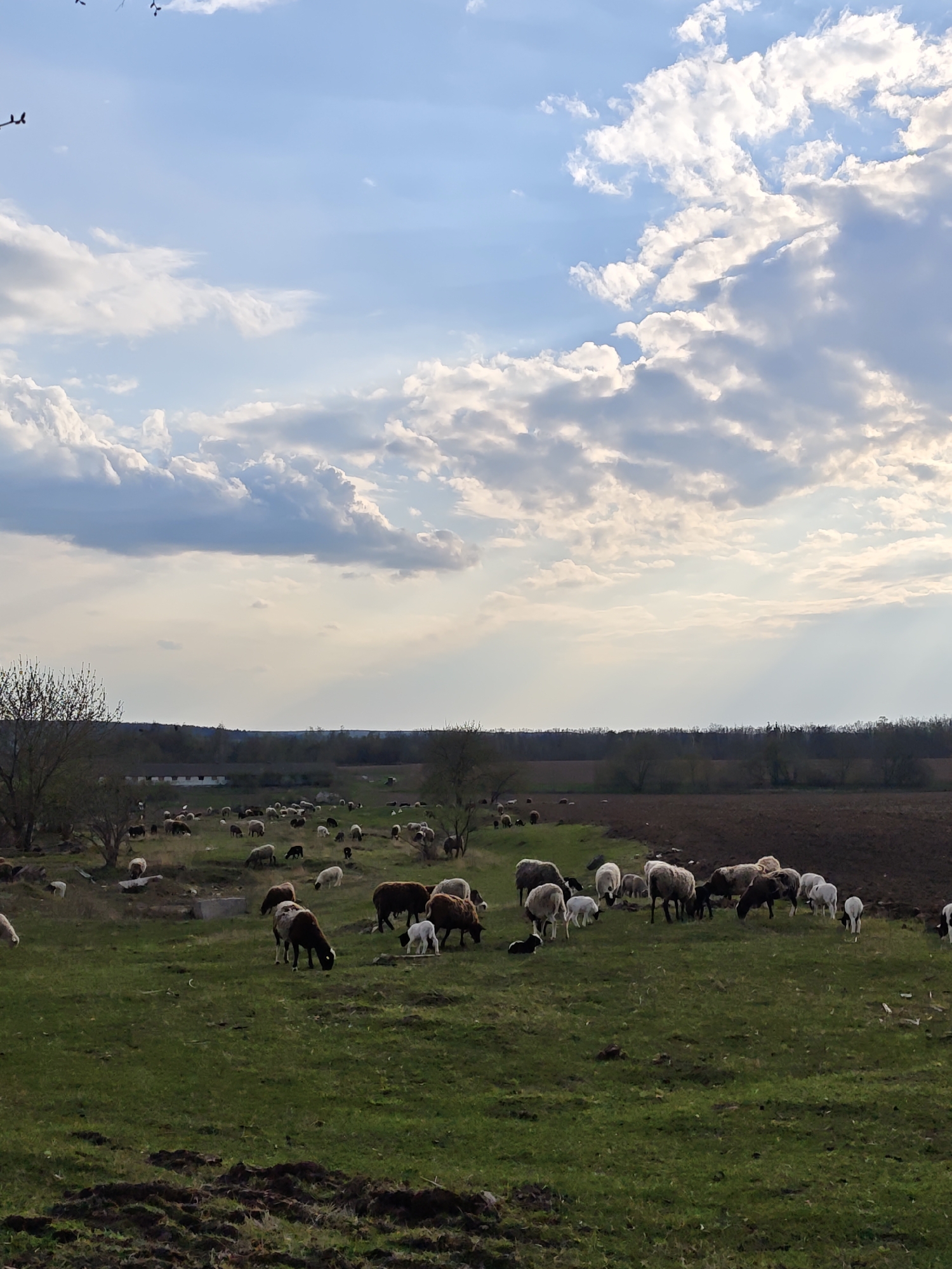 The scene depicts a large flock of sheep grazing on a green field in what appears to be a rural area near Khrinivka, Ukraine. The sheep are a mix of white, brown, and black colors. The field is bordered by trees and a dark expanse of land in the background. The sky is partly cloudy, with patches of blue and sunlight streaming through the clouds. In the distance are some buildings. The overall impression is one of a peaceful countryside setting.