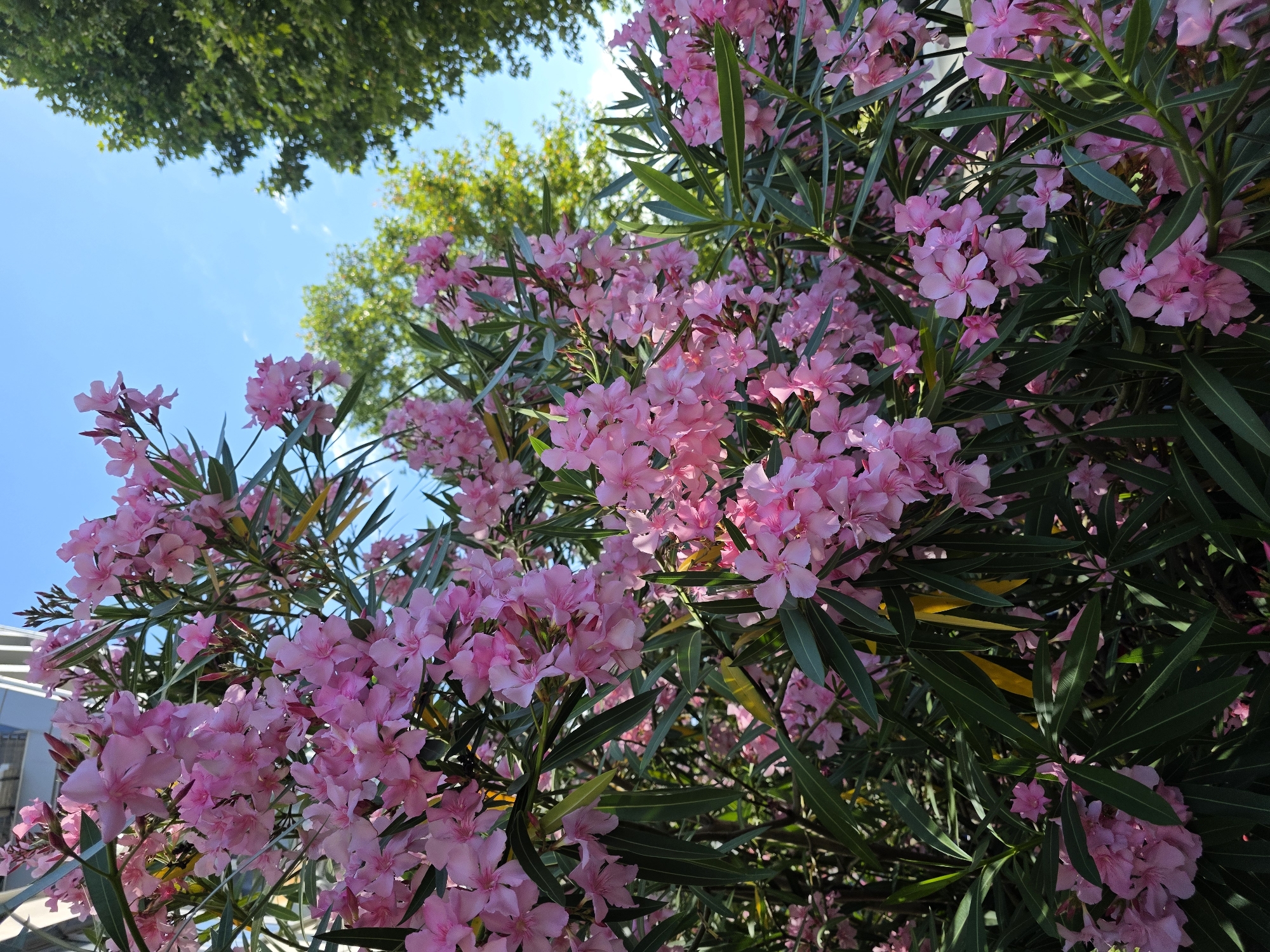 A close-up shot showcases a dense bush of pink oleander flowers in full bloom, with lush green foliage. The flowers are clustered together, some in full bloom and others in bud. The background features a bright blue sky with a few wispy clouds, and the upper branches of green trees. The lower right portion of the image is dominated by the vibrant pink of the flowers and dark green leaves, obscuring the ground. To the upper left, a portion of a modern building with white horizontal beams is visible. The lighting suggests a sunny day. This scene is located in the city of Sochi, Russia, a resort city on the Black Sea coast known for its subtropical climate and abundant flowering plants.