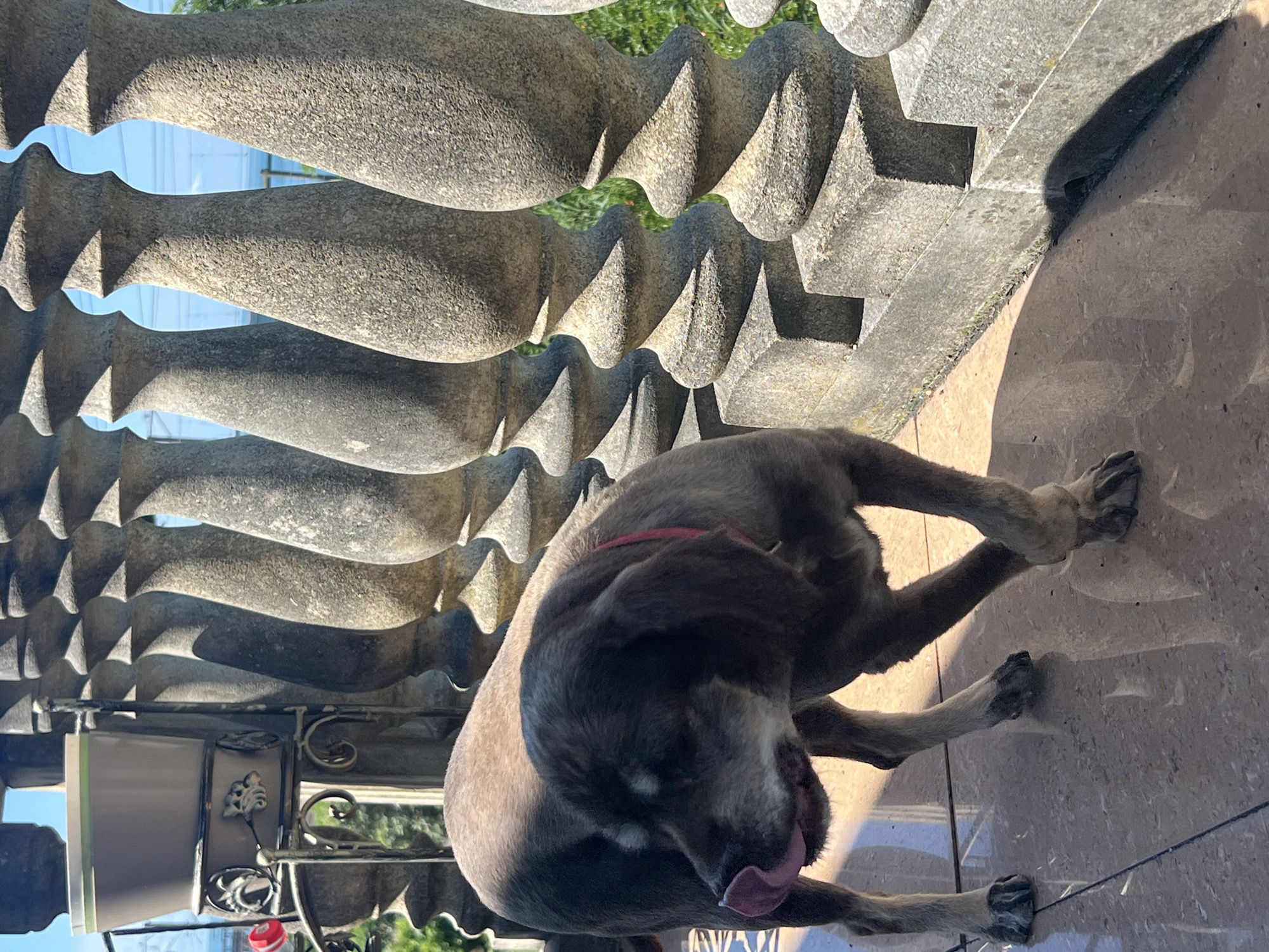 A medium-sized dog with dark gray fur, wearing a pink collar, is licking its nose while standing on a tiled balcony. The dog is facing left, with its head lowered. Behind the dog is a stone balustrade with carved pillars. The balustrade overlooks a lush green area, possibly gardens, and beyond that, a bright blue sky. The lighting suggests it is daytime, with strong sunlight casting shadows. The architecture of the balustrade hints at a classical or ornate style. The presence of a potted plant on the left side of the frame suggests an outdoor living space. Given the architectural style of the balustrade and the climate, this scene could be a private balcony in a city like Sochi, Russia, known for its resort architecture.