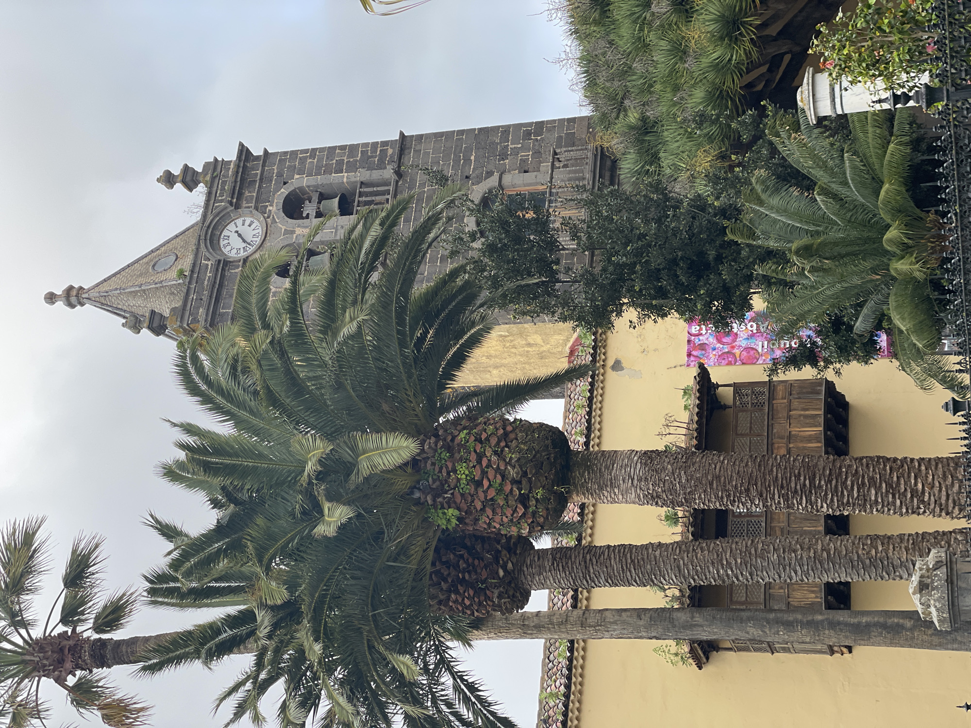 An outdoor scene captures a historic church tower and surrounding architecture, partially framed by prominent palm trees, under an overcast sky.
The central subject is a dark grey or black stone church tower, characteristic of local volcanic rock, standing tall on the left side of the frame. It features a bell section with arched openings revealing bells and a circular clock face with Roman numerals (I through XII). The clock hands point to approximately 1:55 or 1:56. The tower culminates in a pointed steeple adorned with decorative elements at its corners.
Several large palm trees dominate the foreground and midground, their thick, textured trunks and lush green fronds partially obscuring both the church and the buildings behind. Some palm tree bases show fibrous remnants of old fronds and small green plants growing on them.
Behind the palm trees and to the right of the church tower, a building with a light yellow or beige facade is visible. It features dark, intricately carved wooden balconies or window boxes, typical of traditional architecture in the region. Further green foliage, including bushes and spiky-leaved plants, adds to the natural elements of the scene. A dark, ornate metal fence or railing is partially visible on the far right.
No specific activity is taking place; the image is a static architectural and landscape shot. The time of day is indicated as late afternoon by the clock, under an uniformly bright, overcast sky. The architectural style, the dark stone, and the abundance of palm trees strongly suggest a warm-climate Spanish location, consistent with La Cuesta, Spain.
A colorful banner or poster on the yellow building is partially visible through the foliage, displaying pink and purple circular designs on a white background. Fragments of inverted text can be discerned, including "bst" and "ta," as well as "uli."