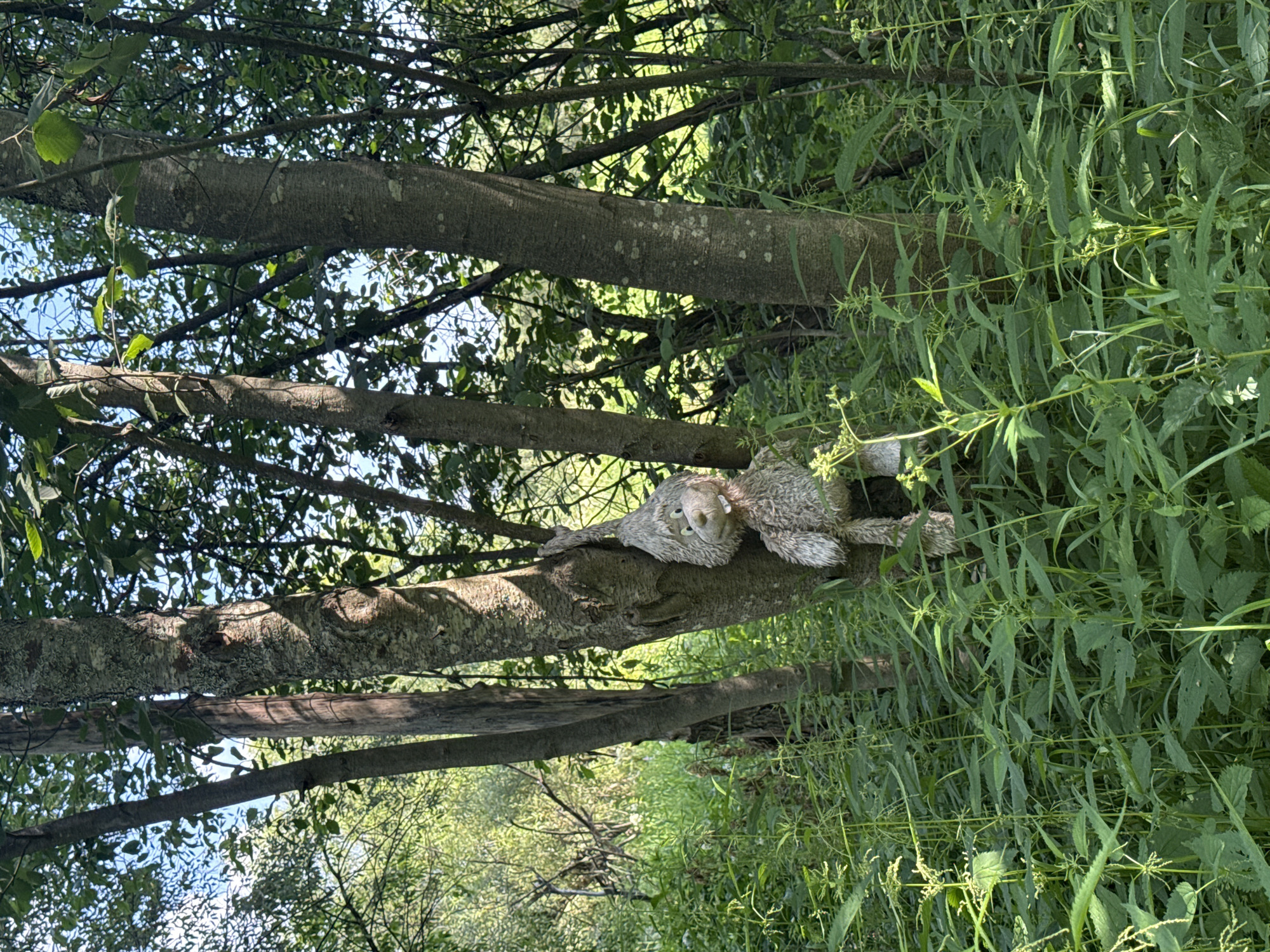 A stuffed toy, resembling a gray, furry creature with large eyes and buck teeth, is hanging from a tree trunk in a wooded area. The toy is suspended by its left arm, its body dangling downwards amidst dense green foliage. The environment appears to be a natural setting with numerous trees and undergrowth, suggesting a forest or overgrown park. The lighting indicates it is daytime, with sunlight filtering through the leaves. This scene is located in the village of Dmitrievskoye, Russia.