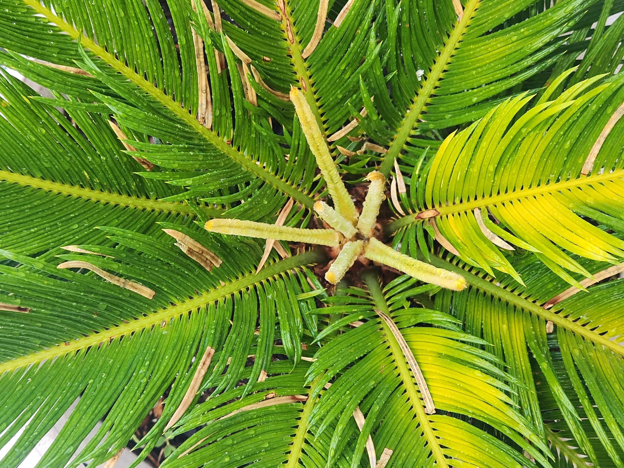 This is a close-up, top-down view of a sago palm plant in Maitland, Florida, United States of America. The plant has many bright green, frond-like leaves radiating from a central core. Some of the younger leaves in the center are a lighter, yellowish-green and appear to be emerging. There are numerous small water droplets on the leaves, suggesting recent rain or watering. The fronds are long and narrow, with a ribbed texture. Some older, dried brown fronds are interspersed among the green ones. The background is dark and out of focus, hinting at a garden or planter setting. No people or animals are visible.