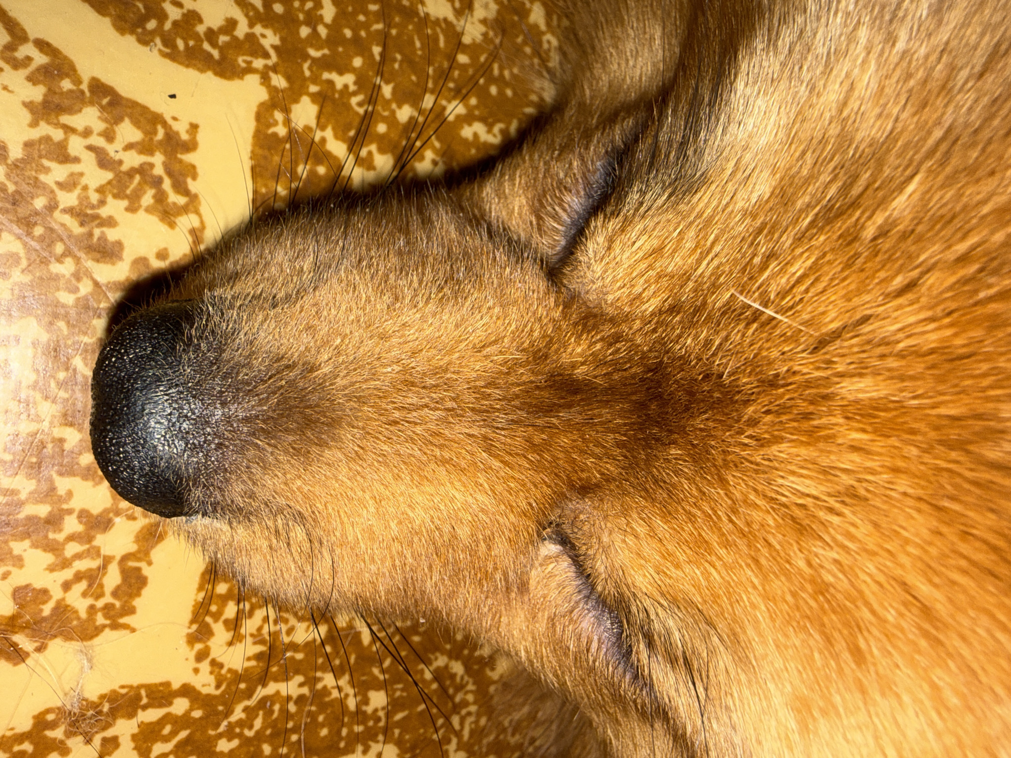 The image shows the snout and face of a sleeping reddish-brown dog with a black nose on a mottled yellow surface. The dog's eyes are closed. The location of Khimki, Russia, is not discernible from the visual information provided.