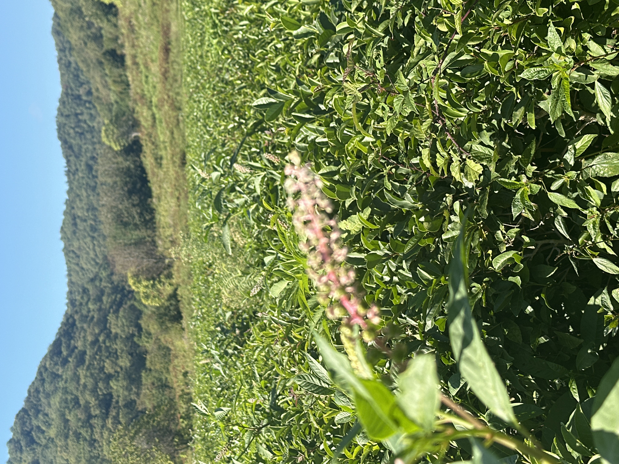 This is a daytime, eye-level shot of a dense field of green plants with a blurred pinkish flower in the foreground. Behind the field, a heavily wooded hill rises under a clear blue sky. The image appears to be taken in a rural area, likely in the region of Bolshoy Kichmai, Russia, given the natural landscape. There are no people or animals visible in the frame. The focus is on the lush vegetation, suggesting a natural environment or agricultural setting.