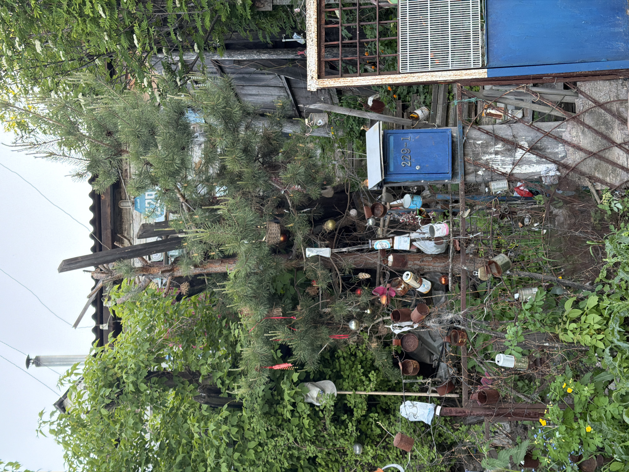 The image depicts a densely cluttered and overgrown outdoor scene, identified as a private property in Krasnoyarsk, Russia. The foreground features a homemade fence constructed from rusty rebar and thick wire, extensively entwined with green foliage, including small yellow and blue flowering plants at the bottom left. Numerous discarded objects are affixed to this fence and overhead wires, including multiple rusted tin cans, plastic bottles, small metal buckets, and a white plastic figure resembling a spider.
Dominating the center of the image is a large pine tree adorned with various items. These decorations include spherical Christmas-like ornaments in silver, gold, and red, red ribbons, small woven baskets, and natural pinecones. To the left of the pine tree, a white fabric hat is perched atop a thin wooden pole, partially obscured by dense green deciduous foliage.
In the mid-ground, a blue rectangular mailbox with a silver top is mounted on a wooden support. White numbers "229-1" are visible on its front. To the immediate right of the mailbox is a rusty metal gate or fence section, featuring a white grid panel on top and a solid blue panel below.
The background reveals parts of an older wooden house structure. Its roof is dark and appears to be made of corrugated material, from which a tall, slender metal chimney with a conical cap extends upwards. Electrical wires are strung across the upper portion of the frame. Partially visible behind the pine tree, on a wooden facade, is a blue oval sign bearing white Cyrillic text "ЛЕСНАЯ" (Lesnaya) and a partial street number (appears to begin with 17). Additional dilapidated wooden structures are visible behind the dense vegetation on the right. No people or animals are present in the scene. The overall lighting suggests natural daylight.