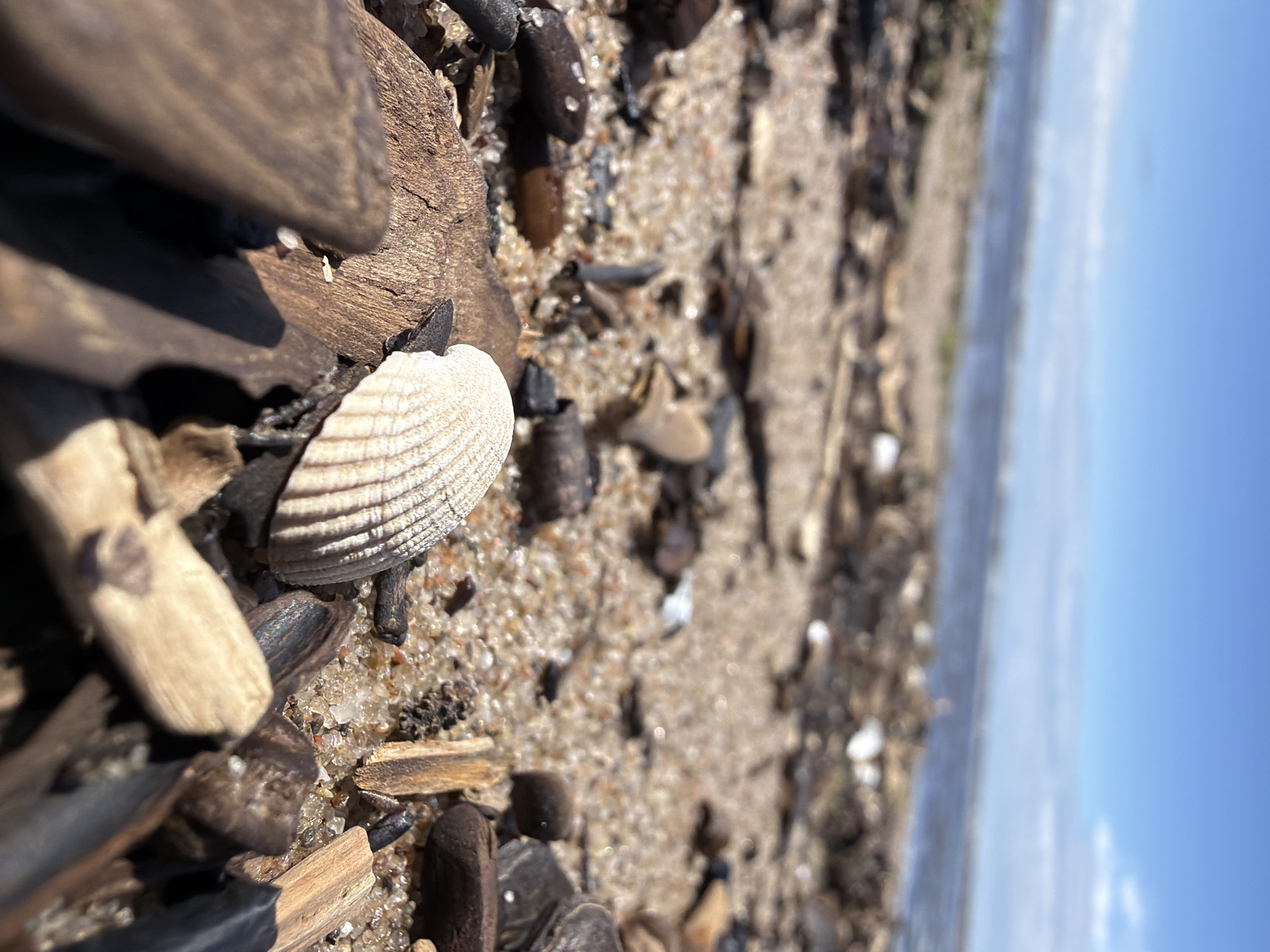 This is a close-up, eye-level, outdoor shot of a sandy beach with driftwood and shells scattered on the ground. The image is oriented vertically, with the sky and water occupying the right side of the frame and the beach filling the left. The beach is composed of sand, small pebbles, and various pieces of wood, including a large, dark piece of driftwood in the foreground. A small, white shell with a ribbed pattern is prominently featured in the center of the image, surrounded by darker shells and debris. The water is a muted blue, and the sky is a clear, bright blue with a few wispy clouds visible. The lighting suggests it is daytime, likely a sunny day. The scene is natural and serene, evoking a sense of peace and quietude. No people are visible in the image, and no text is present. The location context is Gauja, Latvia.