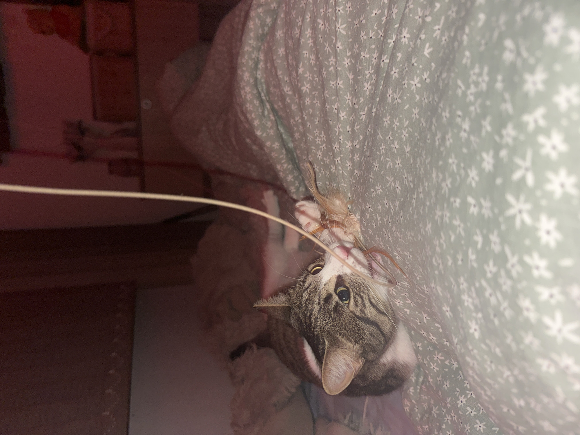 A tabby and white cat is playing with a toy on a bed covered with a light green floral patterned duvet. The cat's head is turned towards the camera, and it appears to be biting or chewing on the toy, which is a fluffy object attached to a string. The cat's eyes are wide and looking at the camera. In the background, there is a shelf with some objects on it, and the room is lit with a dim, reddish light. The scene is indoors, likely a bedroom. There is no indication of the location within the city of Shumen, Bulgaria.