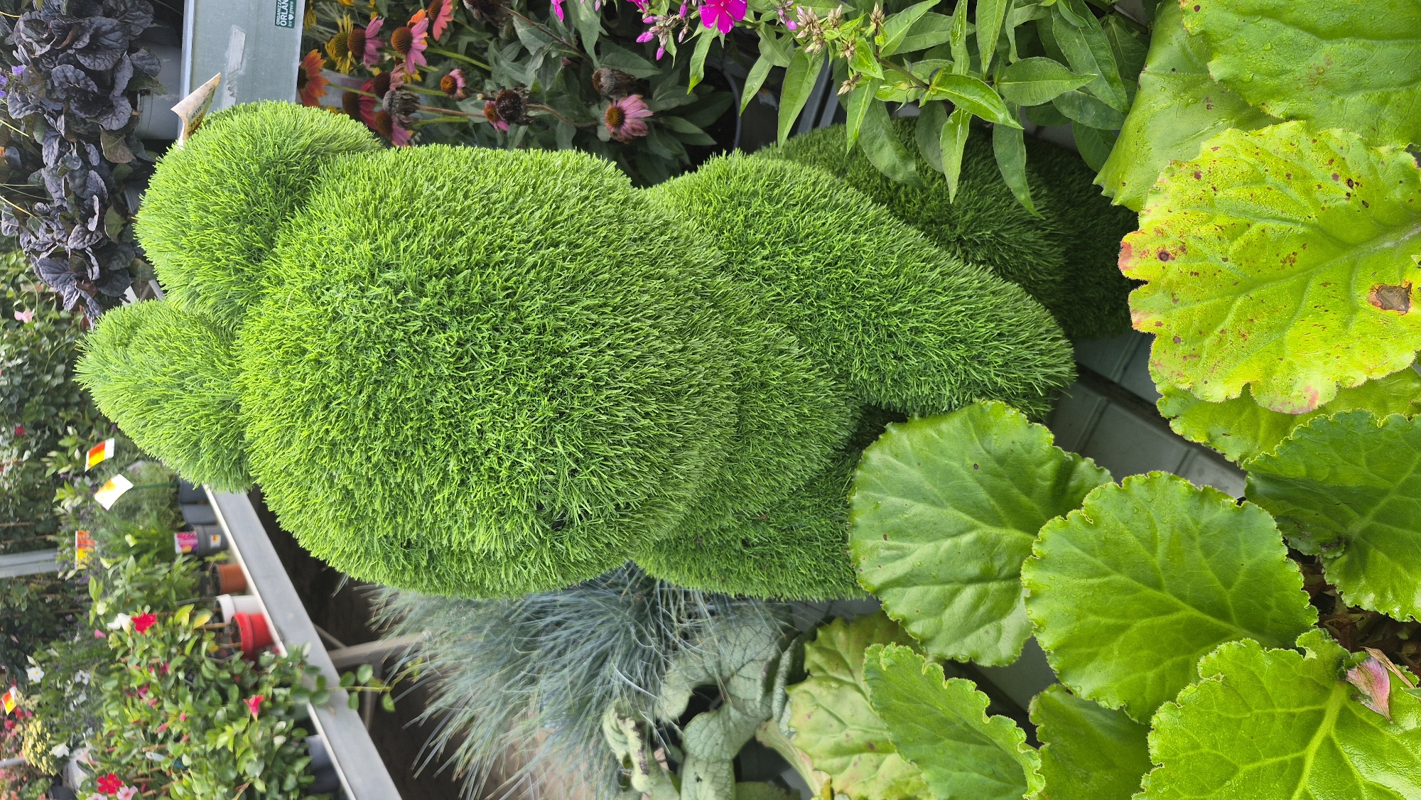 A vibrant, green topiary shaped like a bear stands in a garden center in Jēkabpils, Latvia. The topiary is densely covered in bright green, fuzzy foliage, creating a soft, plush texture. It is positioned in the center of the frame, with its rounded ears and body clearly defined.
Around the topiary, various plants are visible. In the foreground, large, glossy green leaves with ruffled edges dominate the lower part of the image. To the left of the bear, feathery, grey-green foliage adds a contrasting texture. In the background, shelves are lined with potted plants. Some of these include flowering plants with red and pink blossoms, as well as plants with dark purple or burgundy foliage. Further in the background, more shelves of plants are visible, along with the infrastructure of a greenhouse or garden center, suggesting an indoor or covered outdoor setting. The lighting is bright, indicating daytime. No people are present in the image. The scene captures a lively display of plant life within a retail nursery environment.