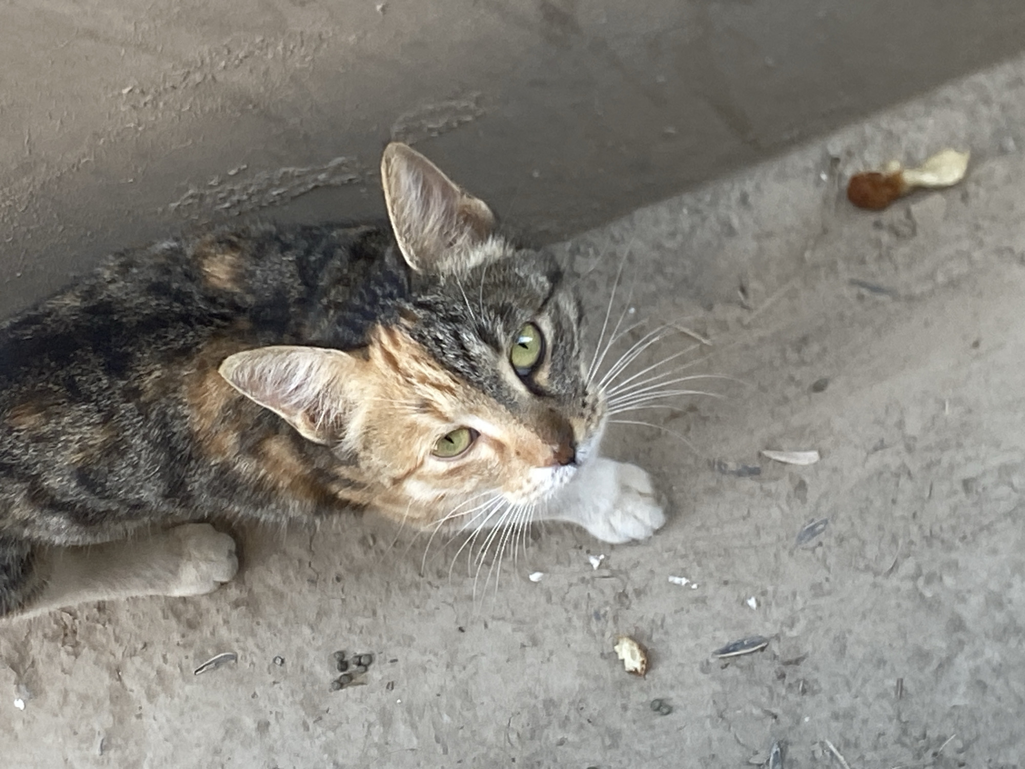 A calico cat is captured from a high-angle perspective, looking upwards with a curious expression. Its fur displays a mix of black, brown, and orange patches, with white paws. The cat is situated on a rough, gray concrete surface, which appears to be an outdoor setting. Scattered on the ground are small fragments of what could be food or debris, including a small piece of bread-like material to the cat's left and a reddish-brown object to its right. The background consists of a textured, gray wall. The overall scene suggests an urban environment, potentially in the city of Yangi Andijan, Uzbekistan, given the context of the provided information. The lighting indicates it is daytime.