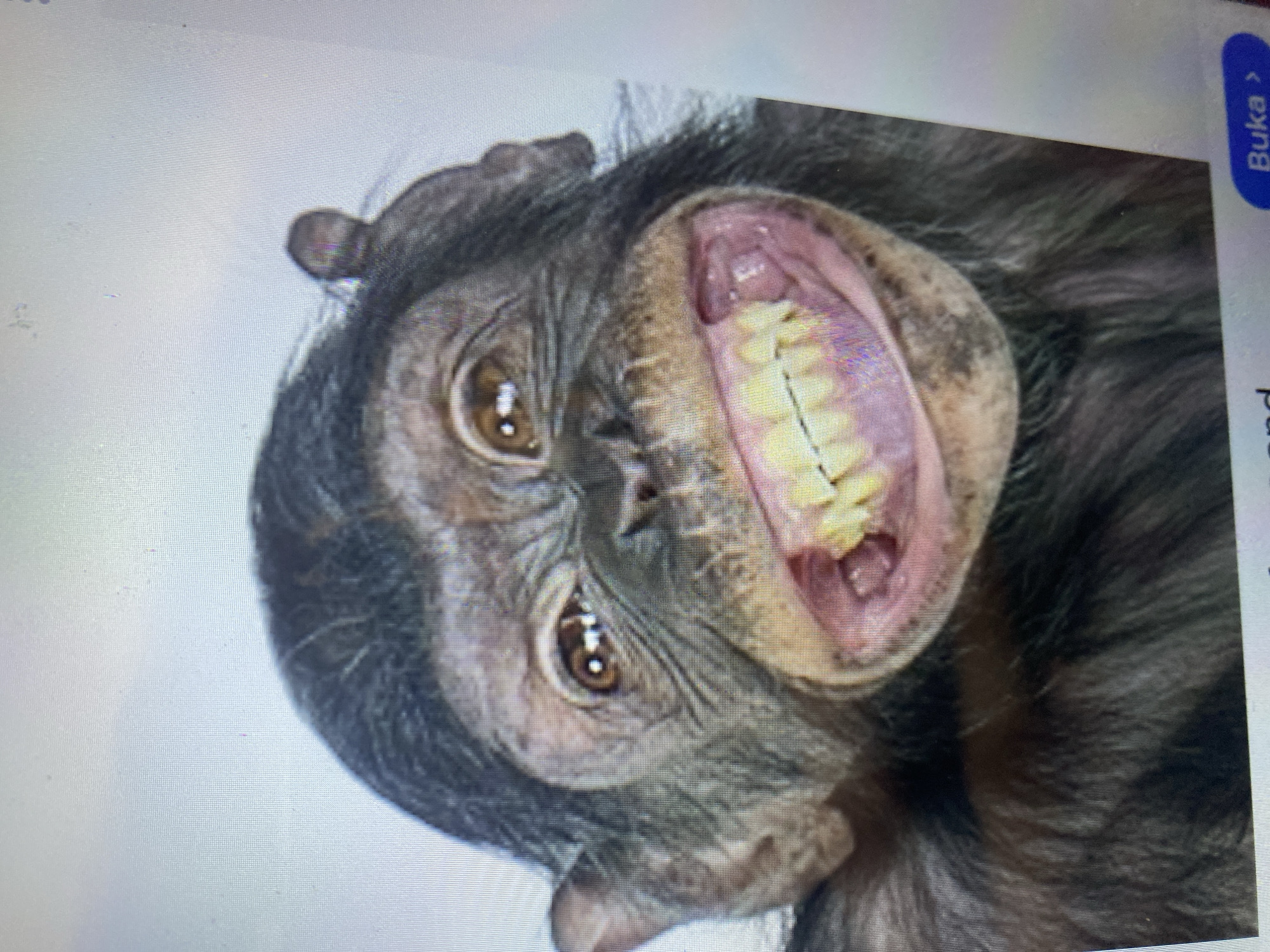 The image displays a close-up of a chimpanzee's face, showing its mouth open in what appears to be a wide smile, revealing yellowed teeth and a pink inner mouth. The chimpanzee has dark fur, brown eyes, and wrinkled skin around its eyes and snout. Its ears are visible, and a small tuft of hair is seen on top of its head. The background is a plain, light color, suggesting a studio portrait. There is a small portion of a blue button with white text that says "Buka >" in the bottom right corner, indicating this image is likely displayed on a screen or digital device. The image is not set in any specific city, including Ta', Indonesia.
