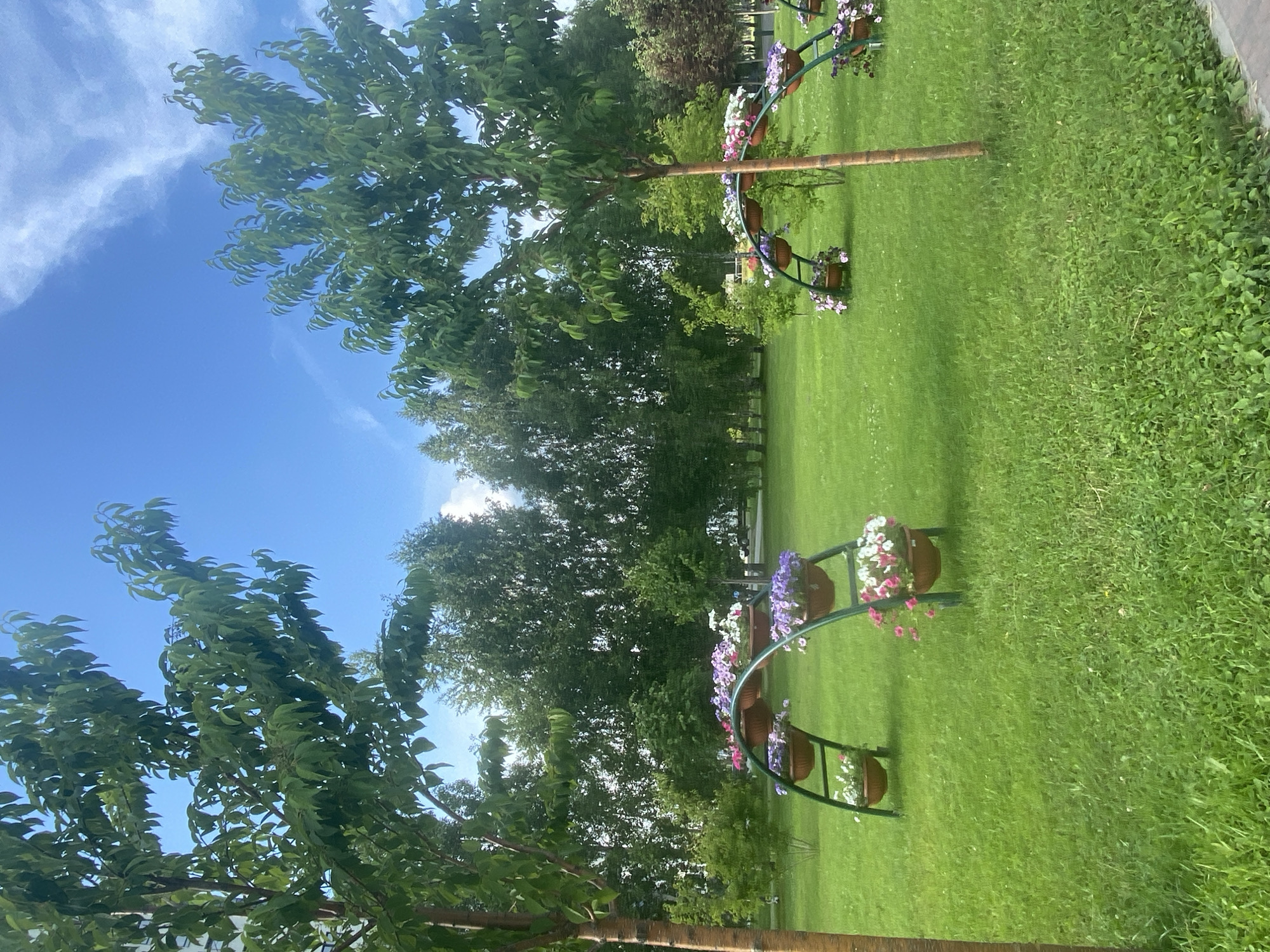 A sunny day in Zelenodol'sk, Russia, features a vibrant green lawn adorned with two arched floral displays. Each arch, crafted from dark green metal, holds multiple brown planters overflowing with colorful petunias in shades of pink, purple, and white. The planters are arranged in tiers on the curved structure, creating a cascading effect of blooms.
In the foreground, the smooth, light-brown trunk of a slender tree stands to the left. Its branches extend upwards and outwards, with lush green leaves creating a dappled canopy against the bright blue sky, which is partially obscured by wispy white clouds. Behind the floral arches, a dense line of mature trees forms a verdant backdrop. The grass is neatly trimmed and appears well-maintained, dotted with sparse white wildflowers. The overall scene evokes a sense of natural beauty and urban landscaping.